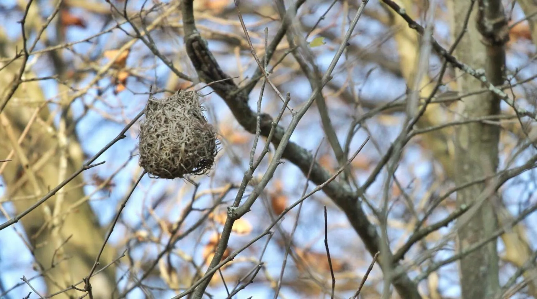 Animals in Curry's Post Bed & Breakfast