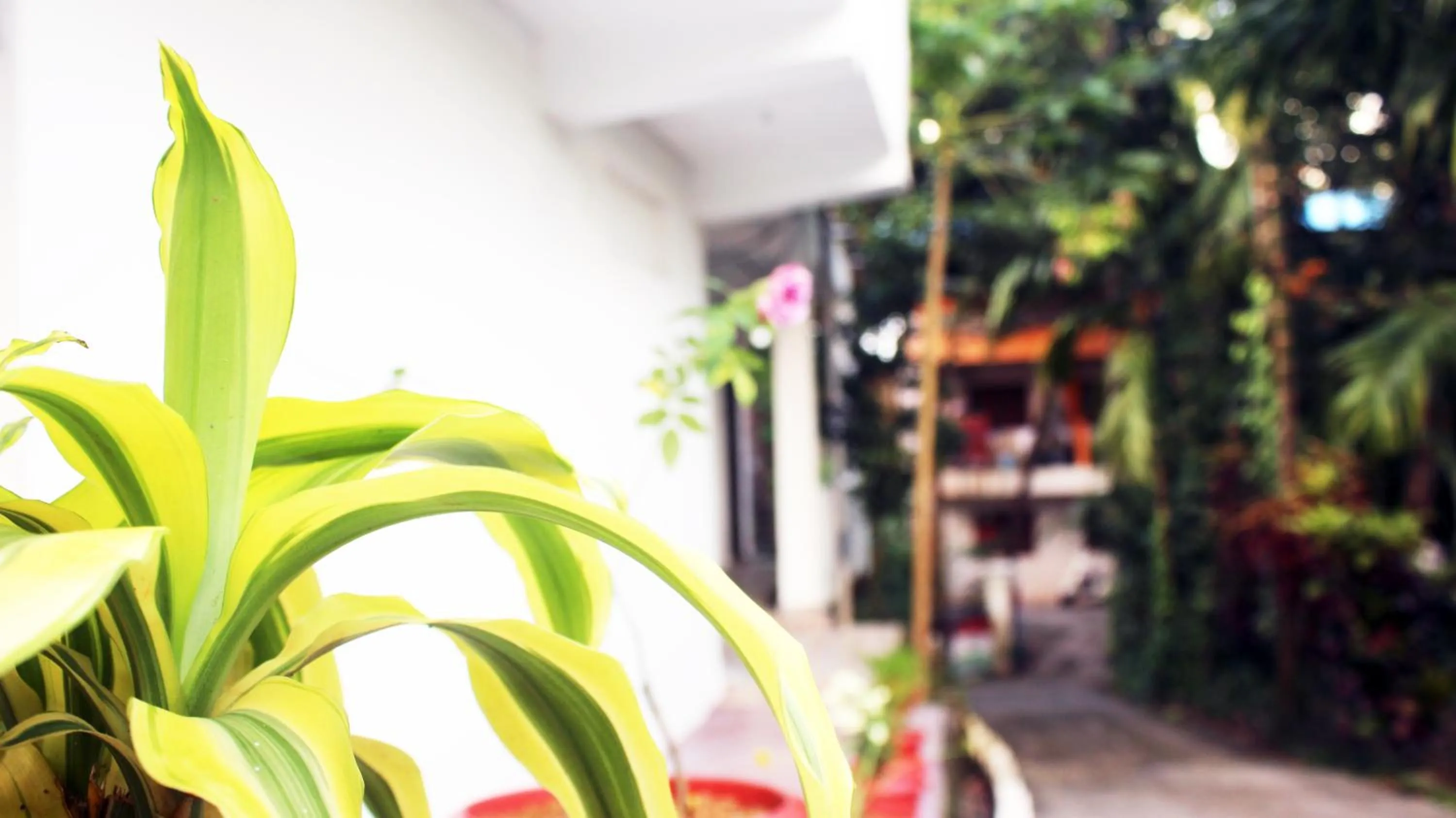 Garden view in The Lotus Home