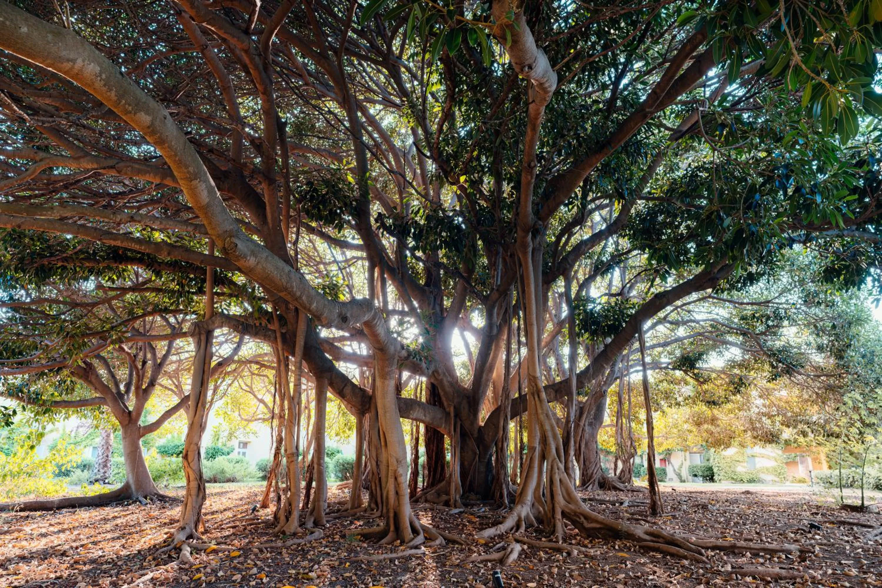Garden in Mangia's Brucoli, Sicily, Autograph Collection