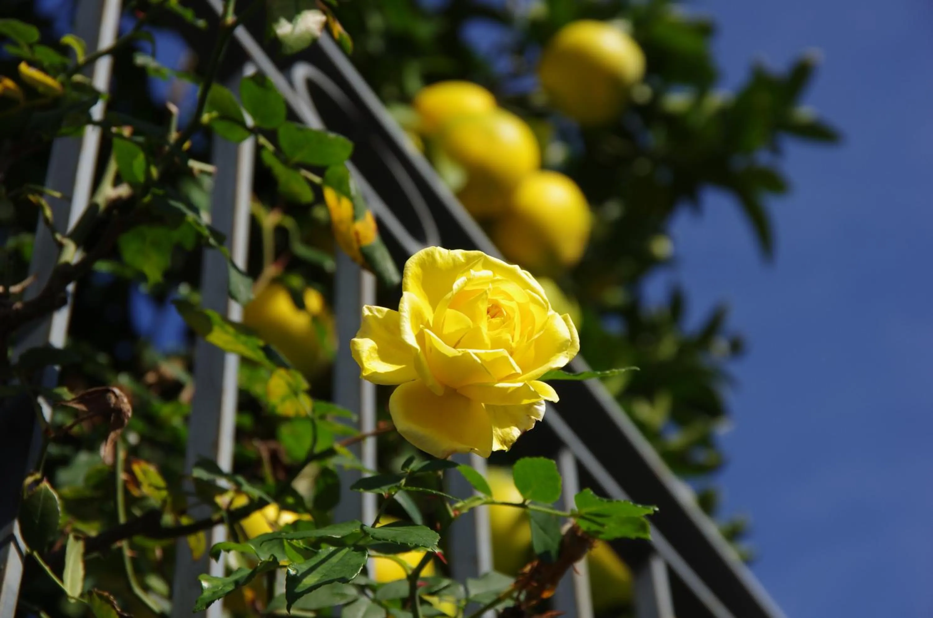 Autumn in La magnolia B&B