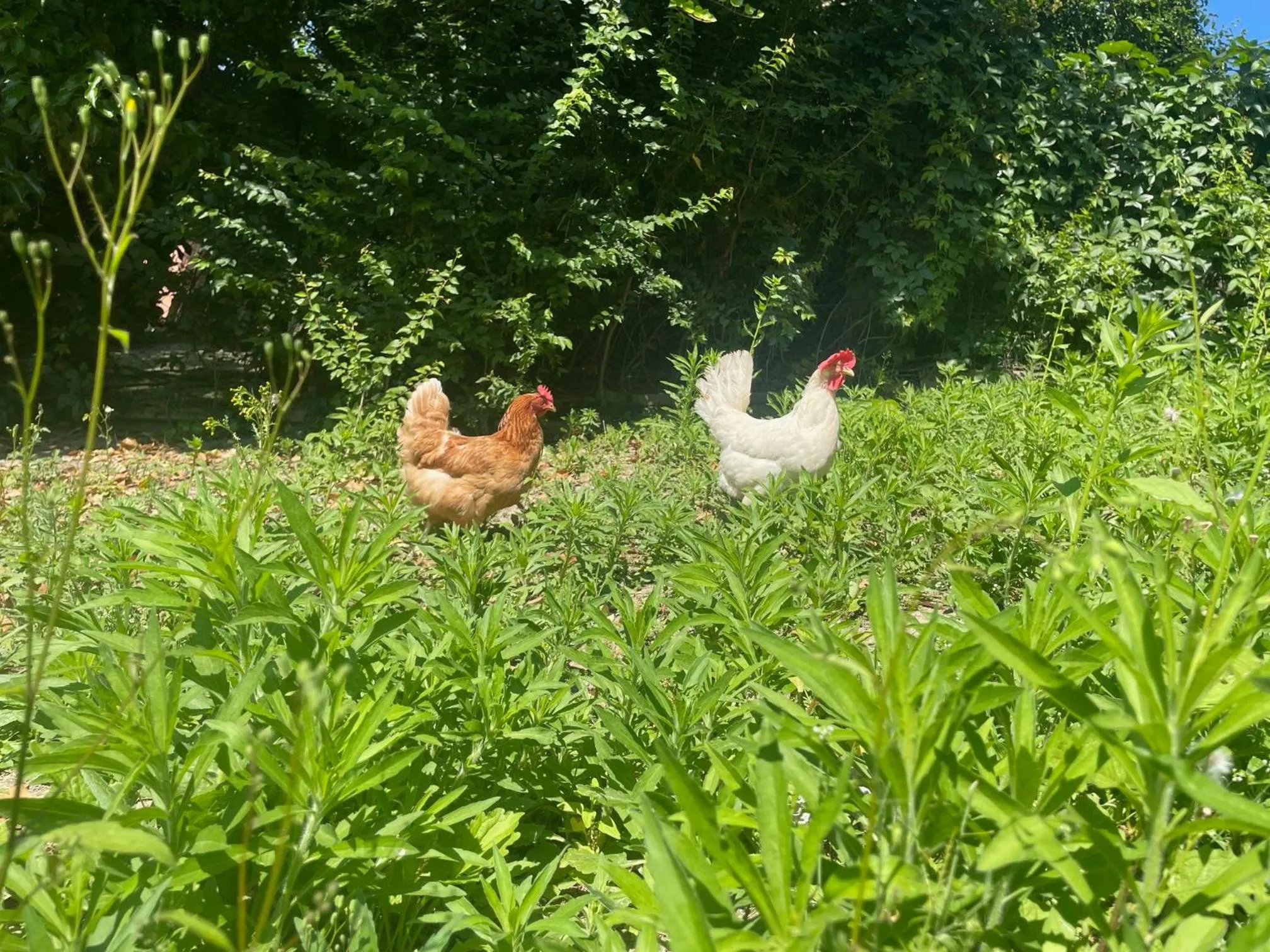 Agriturismo La Mussia