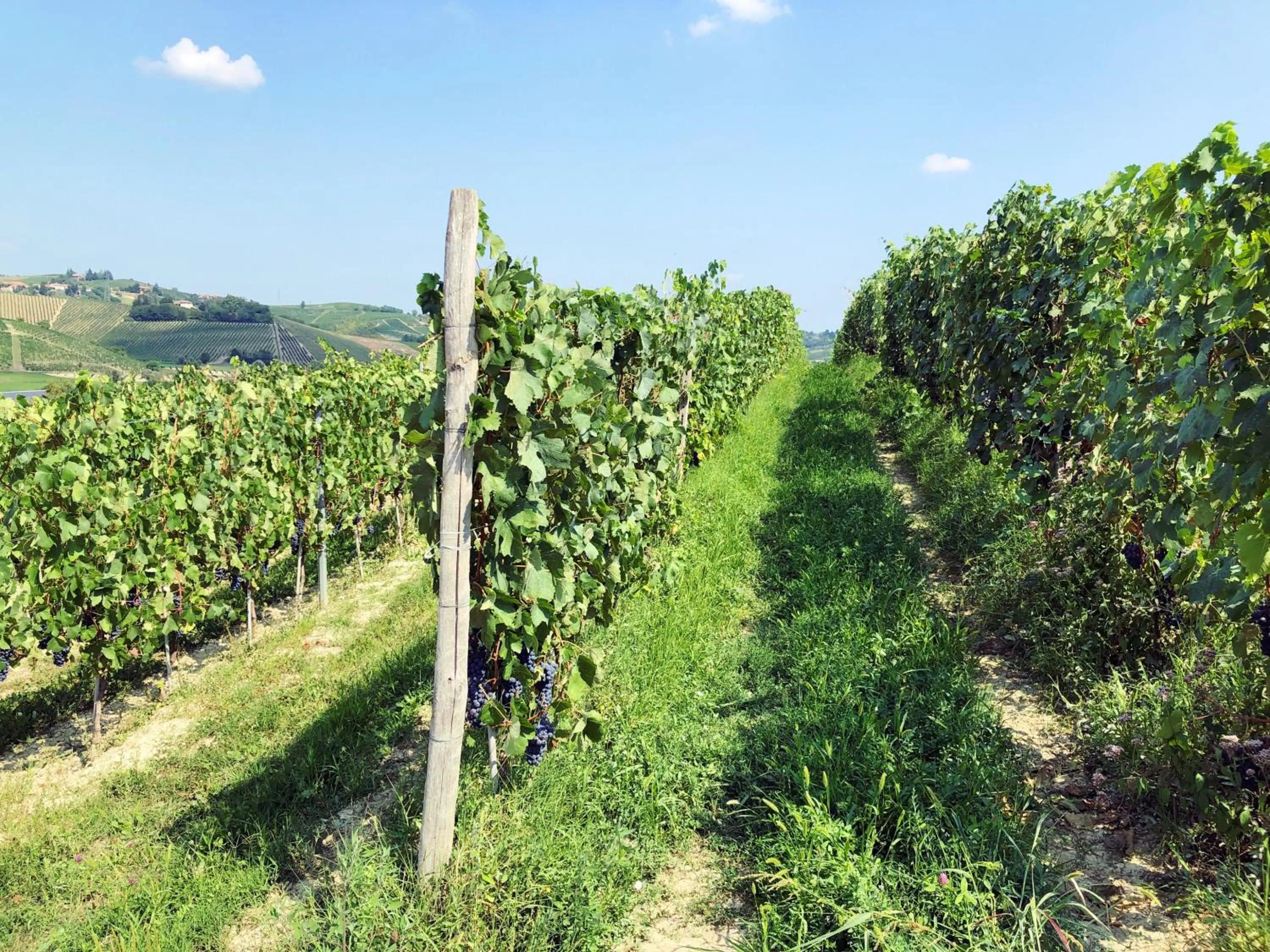 Natural landscape in Agriturismo La Mussia