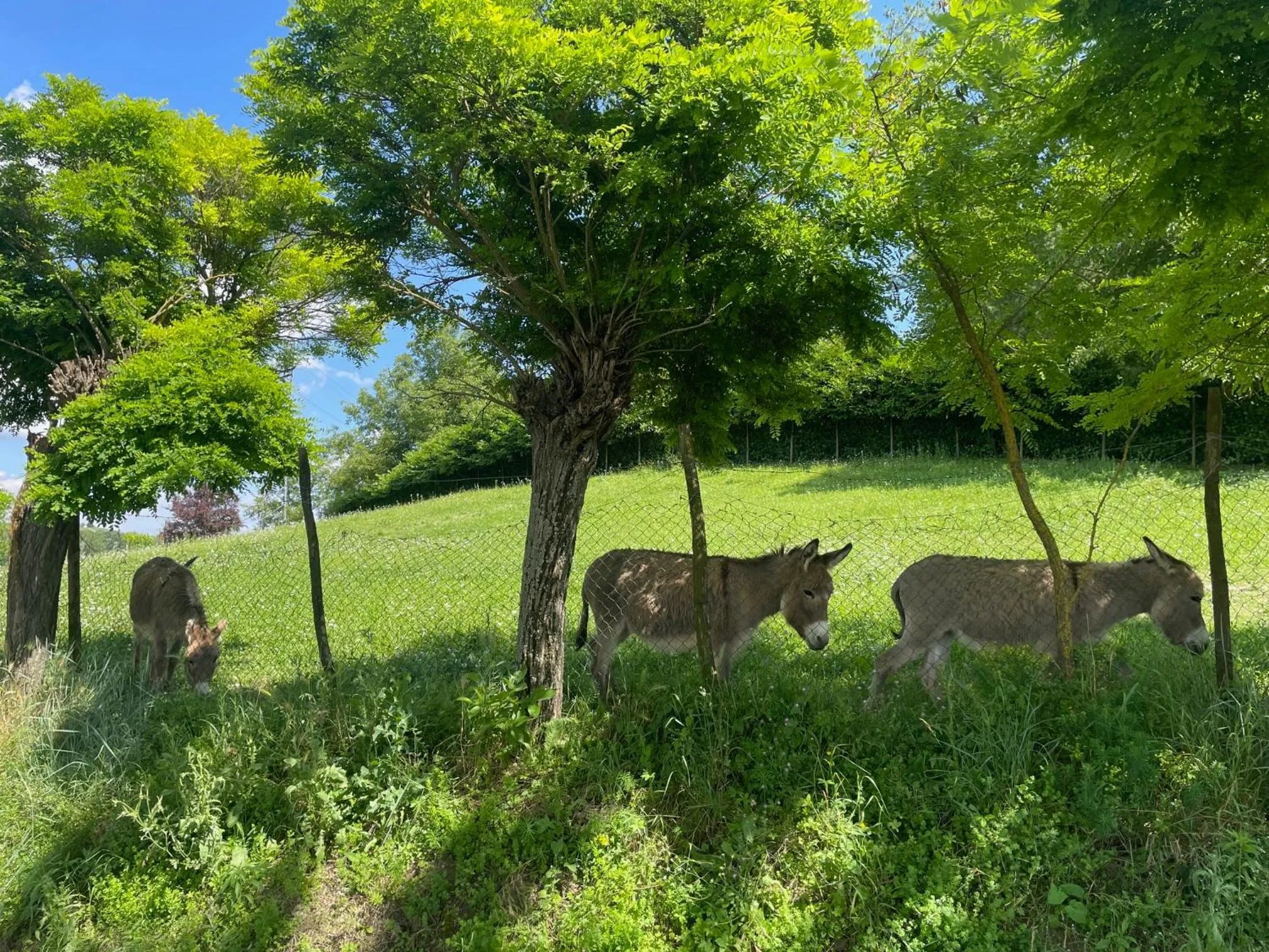 Agriturismo La Mussia