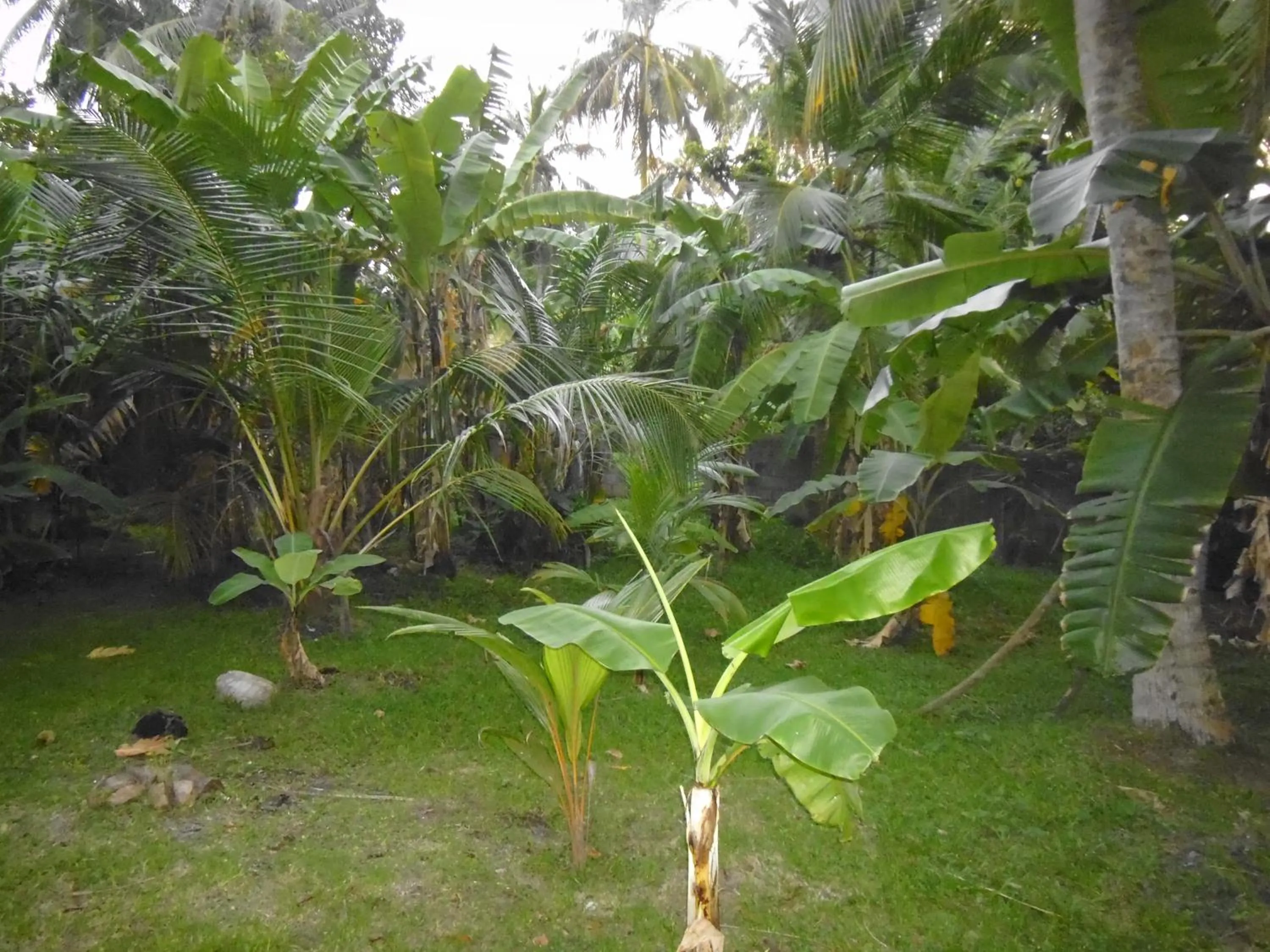 Garden in Mama's Hostel by Taprobane