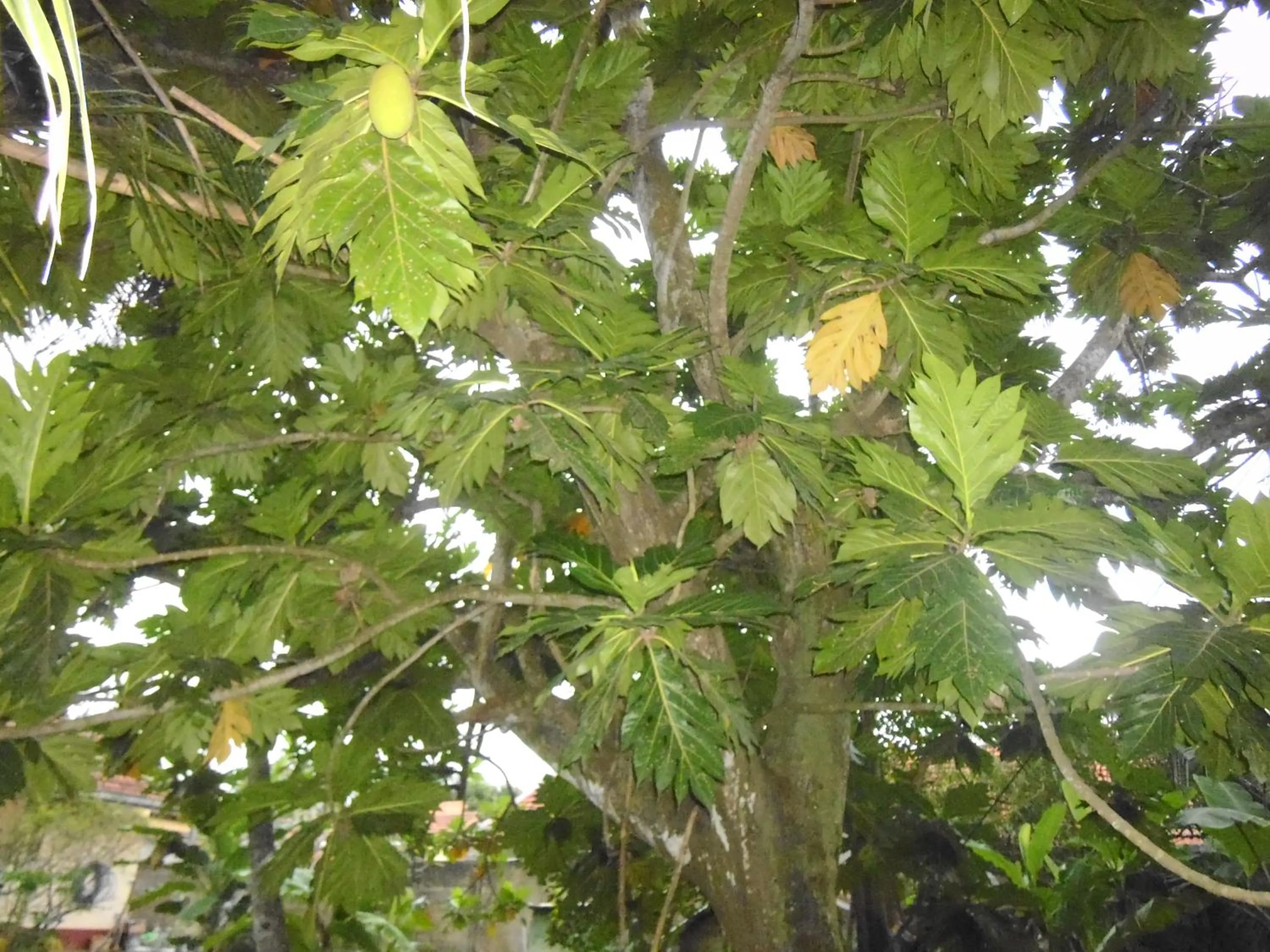 Garden in Mama's Hostel by Taprobane