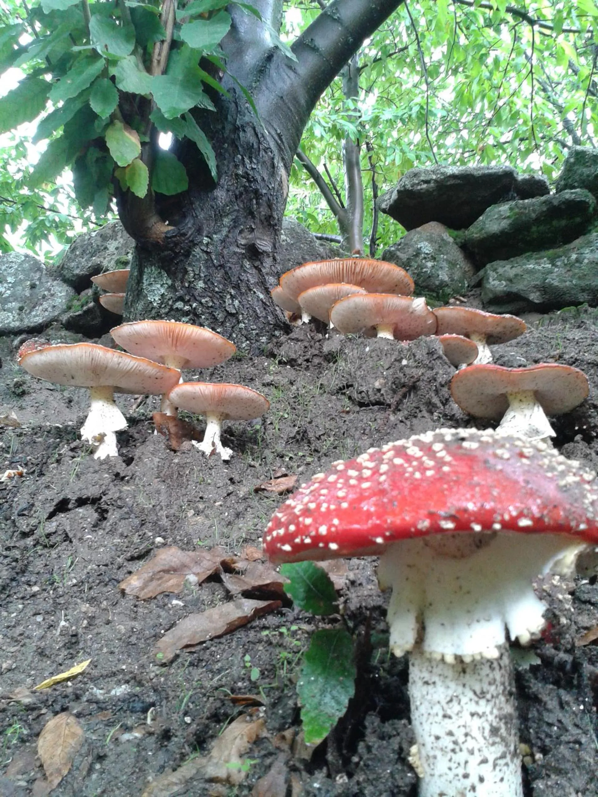 Area and facilities in Hotel Barbacedo