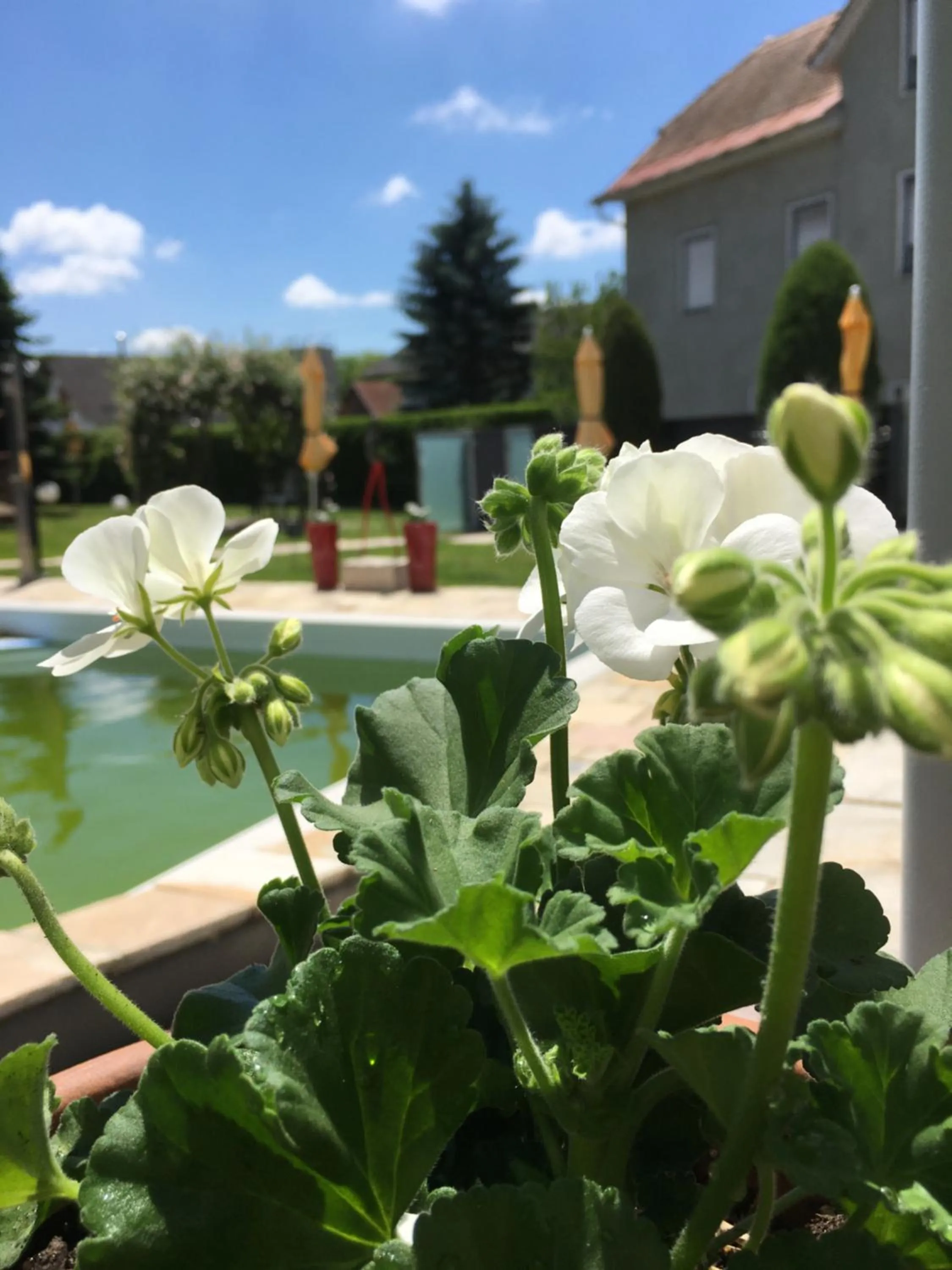 Garden in Seminar & Urlaubshotel Oststeirischer Hof Söchau