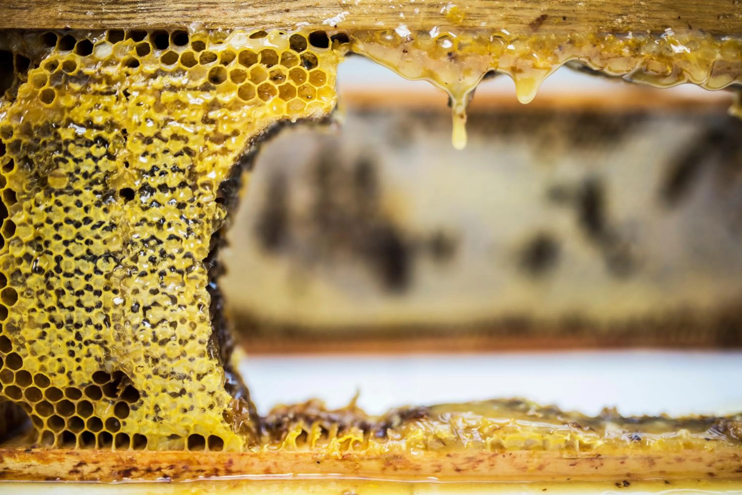 Food close-up in Hotel Warszawa Spa & Resort