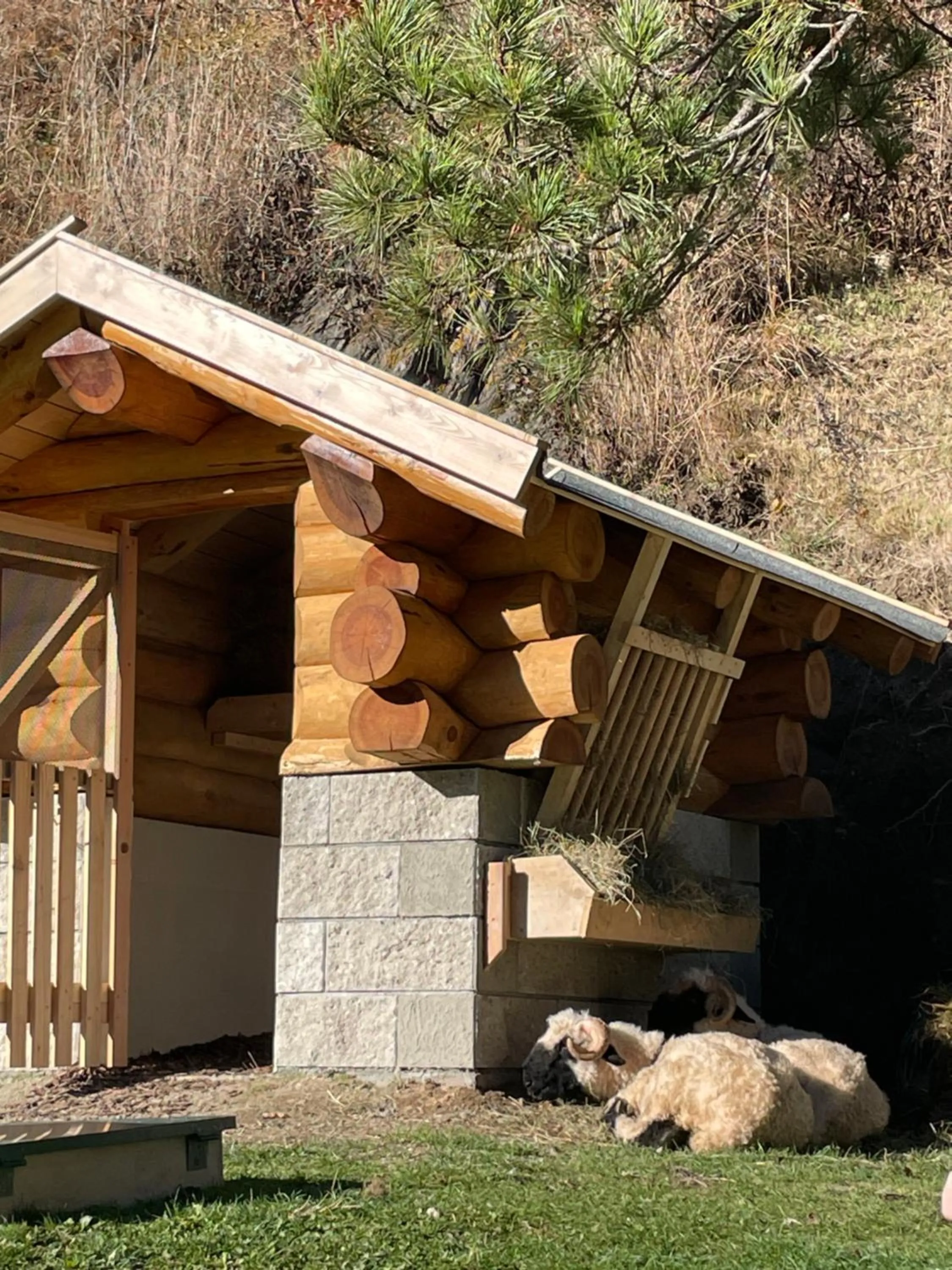 Pets in Hotel Larch