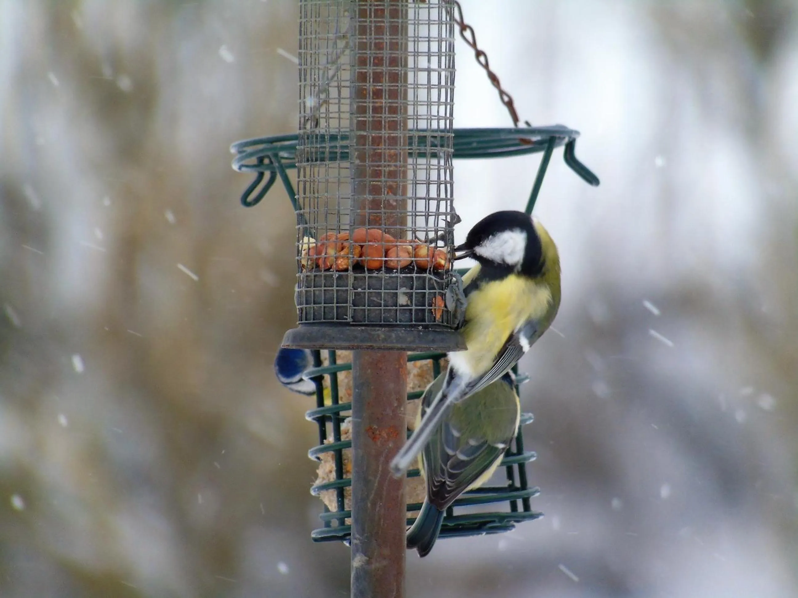 Animals in Pwllgwilym B & B