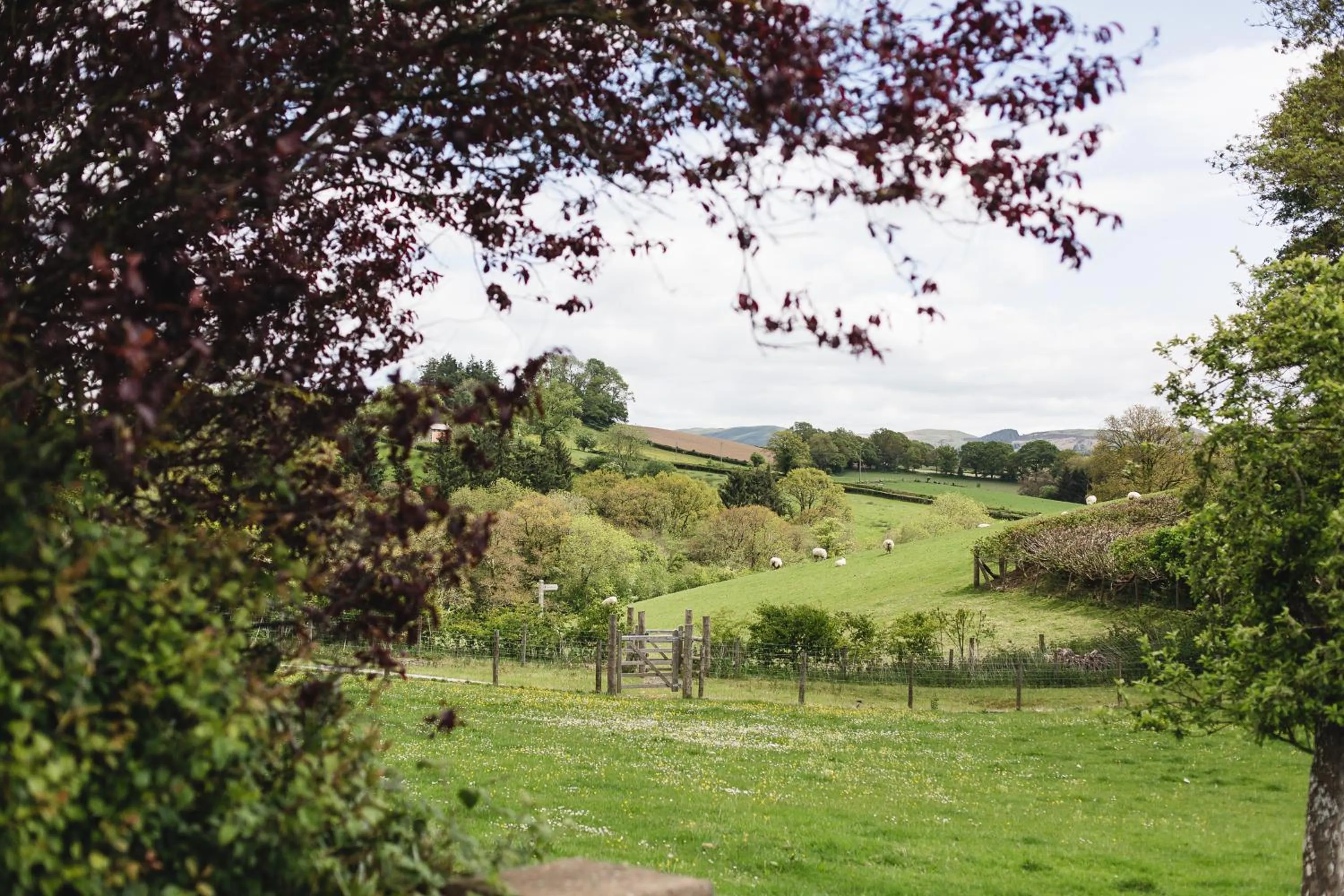 Spring in Pwllgwilym B & B