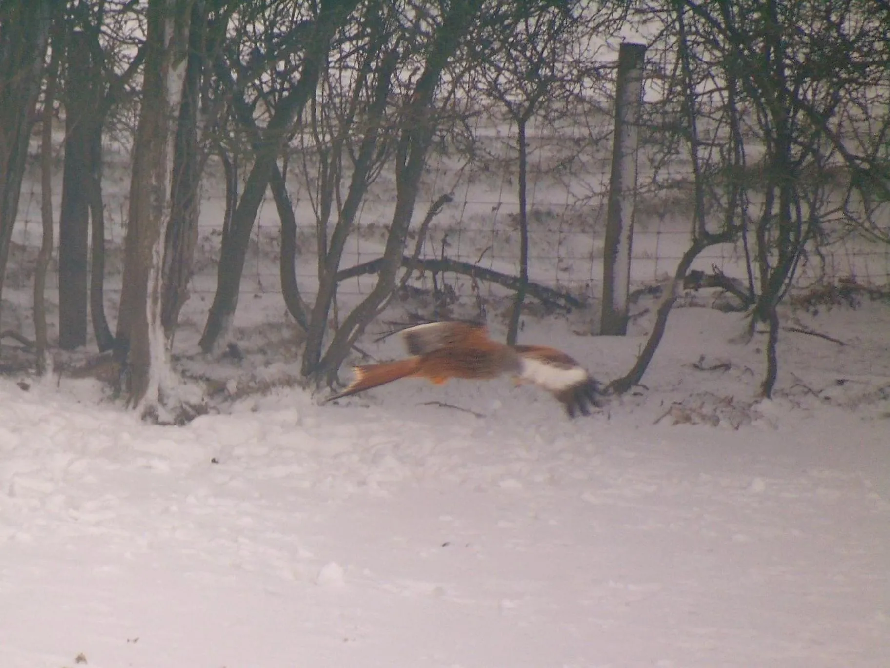 Winter in Pwllgwilym B & B