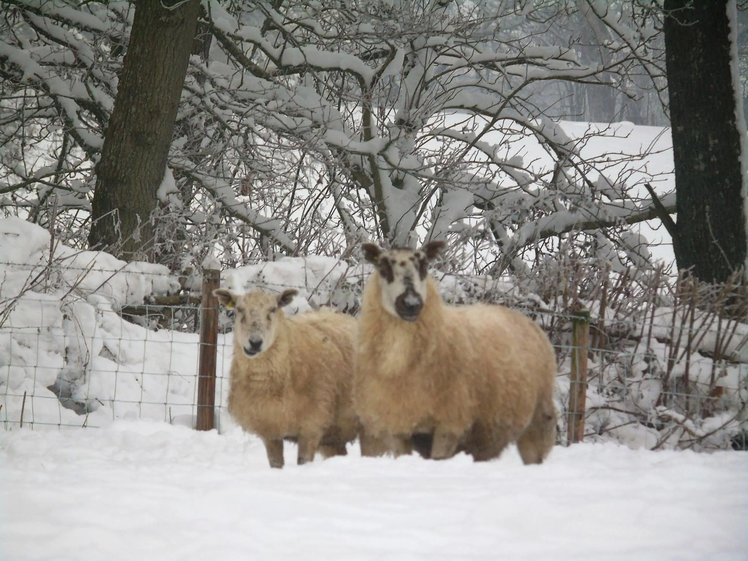 Animals in Pwllgwilym B & B