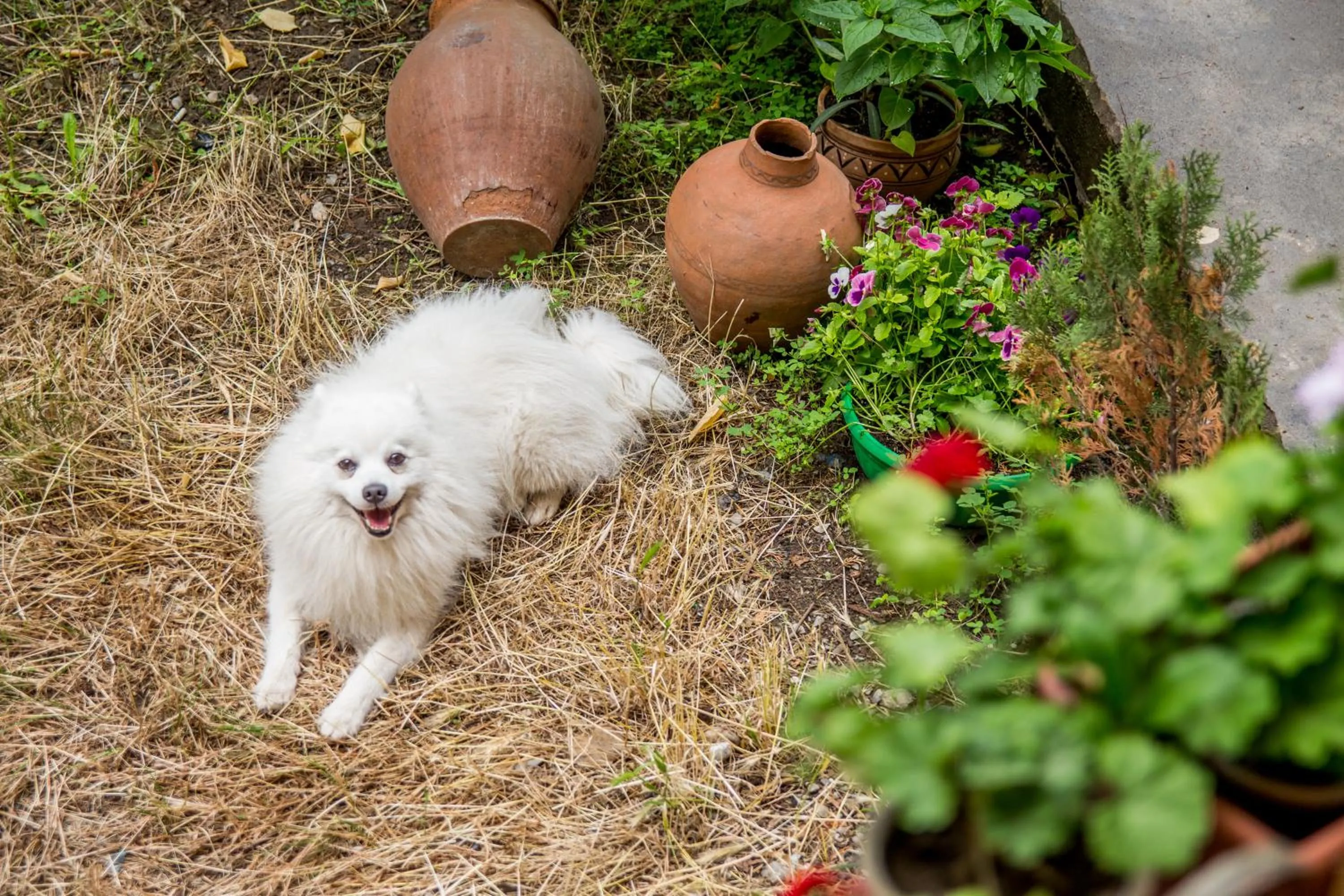 Pets in Hotel Magdalena