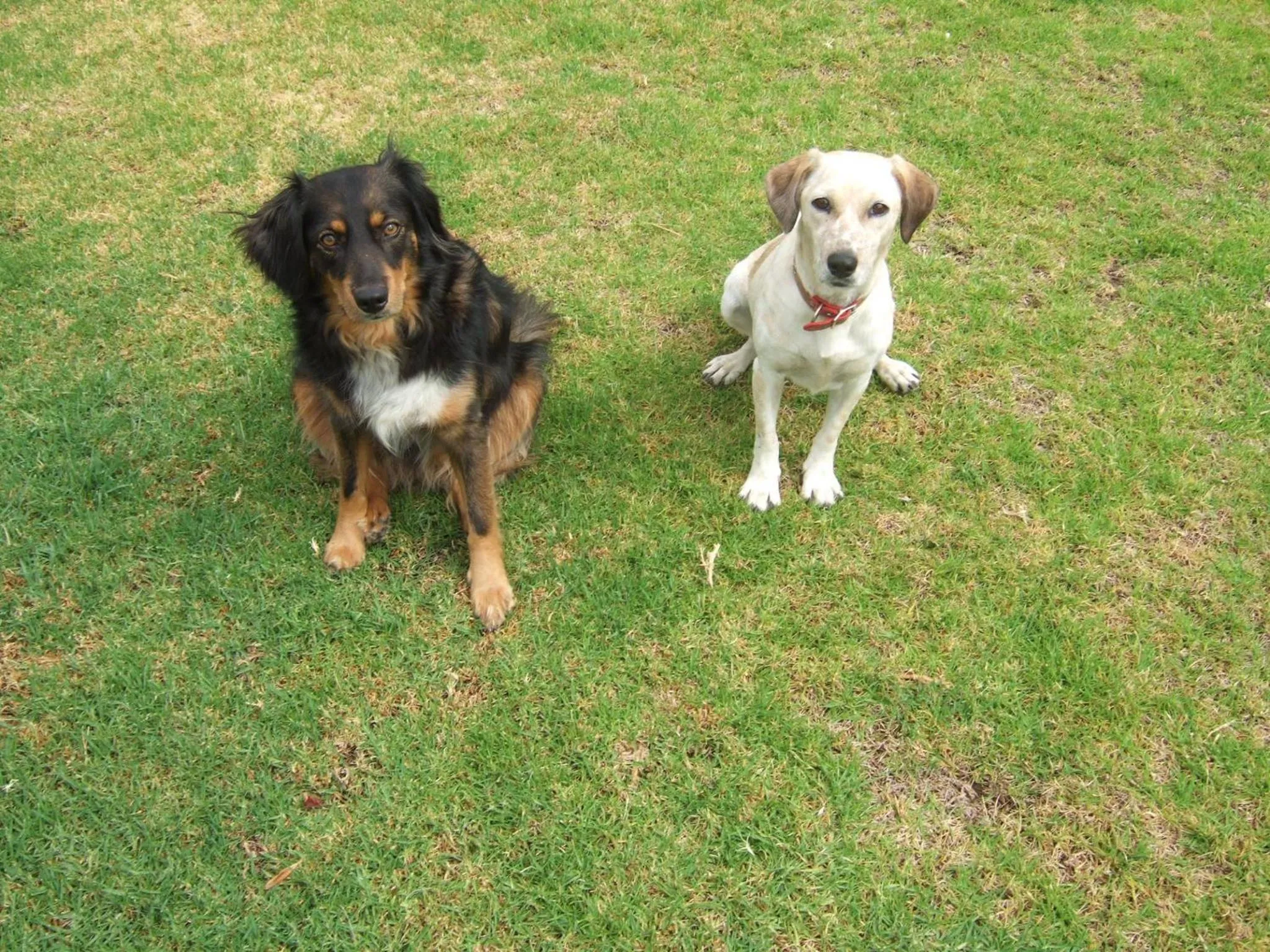 Pets in SCALA APARTS & STUDIOS - Rhodes