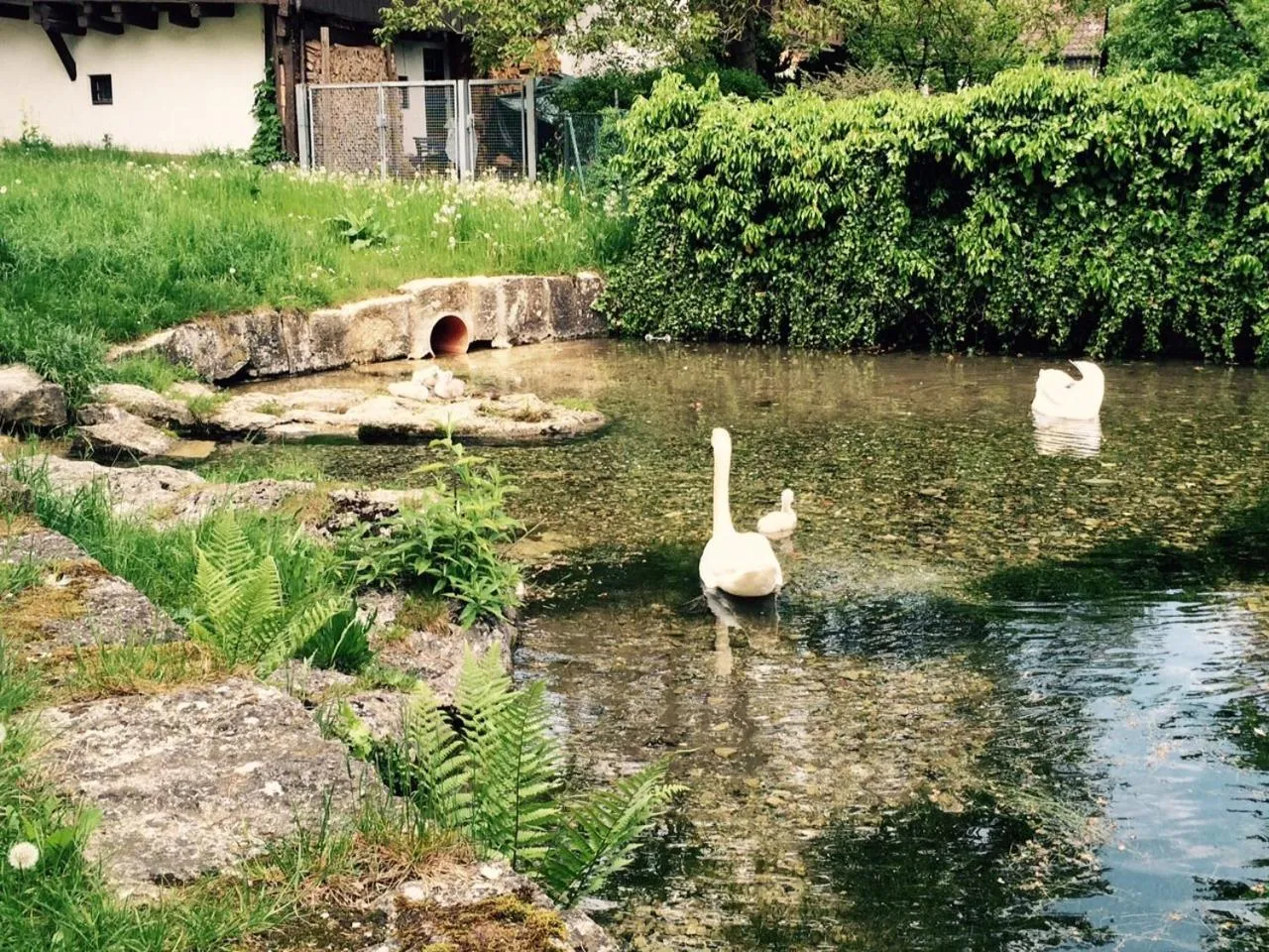 Animals in Gasthof zum Bad