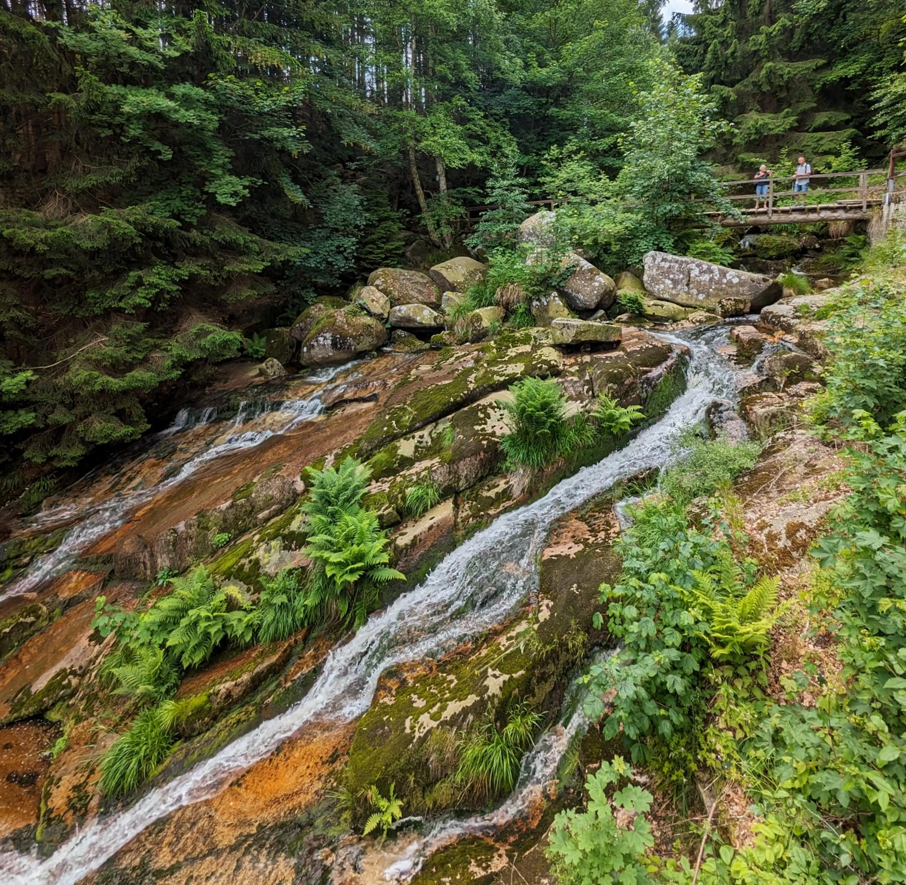 Hiking in Waldgasthaus & Berghotel Steinerne Renne