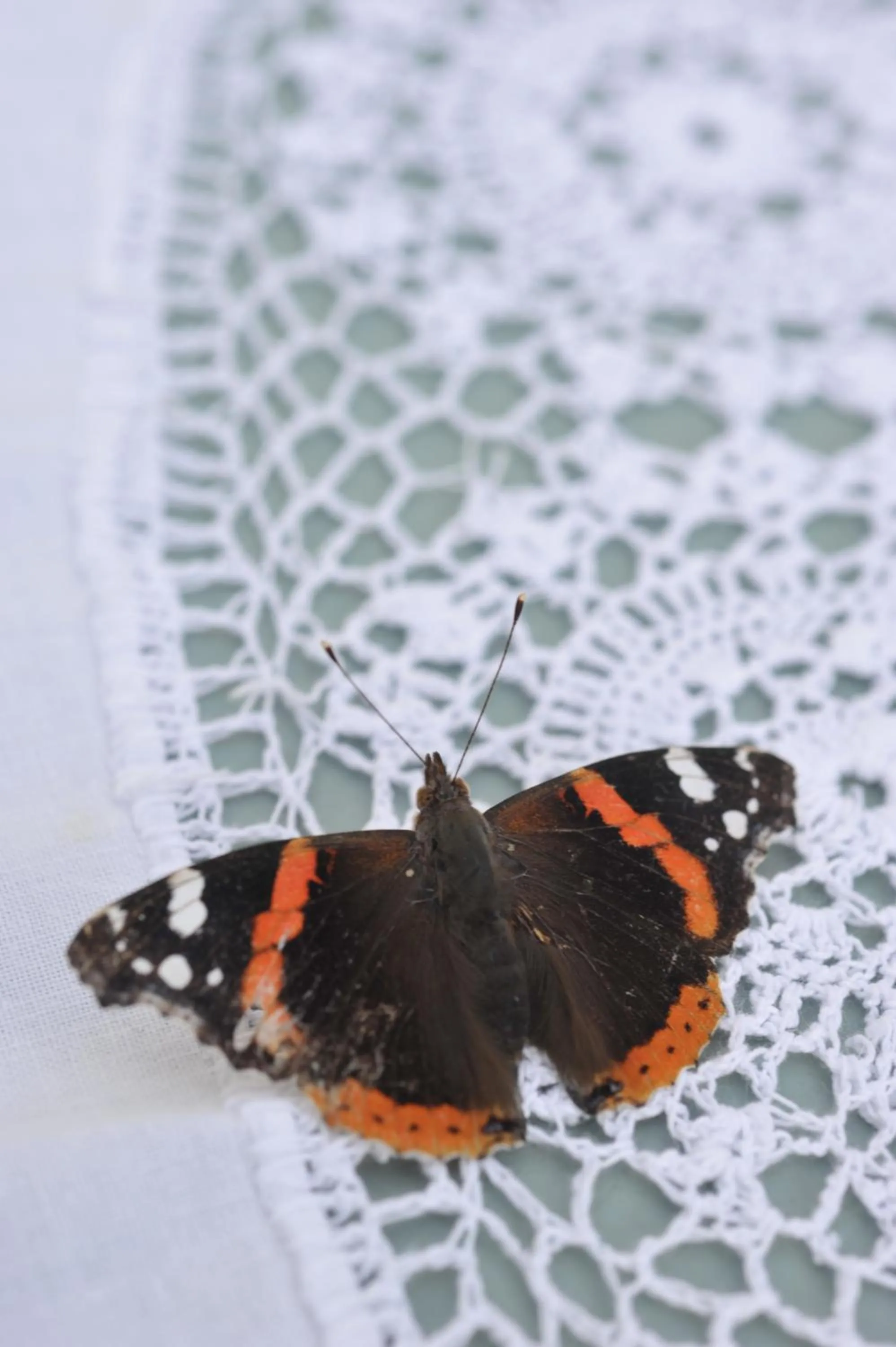 Garden in La Maison D'hôtes du Parc