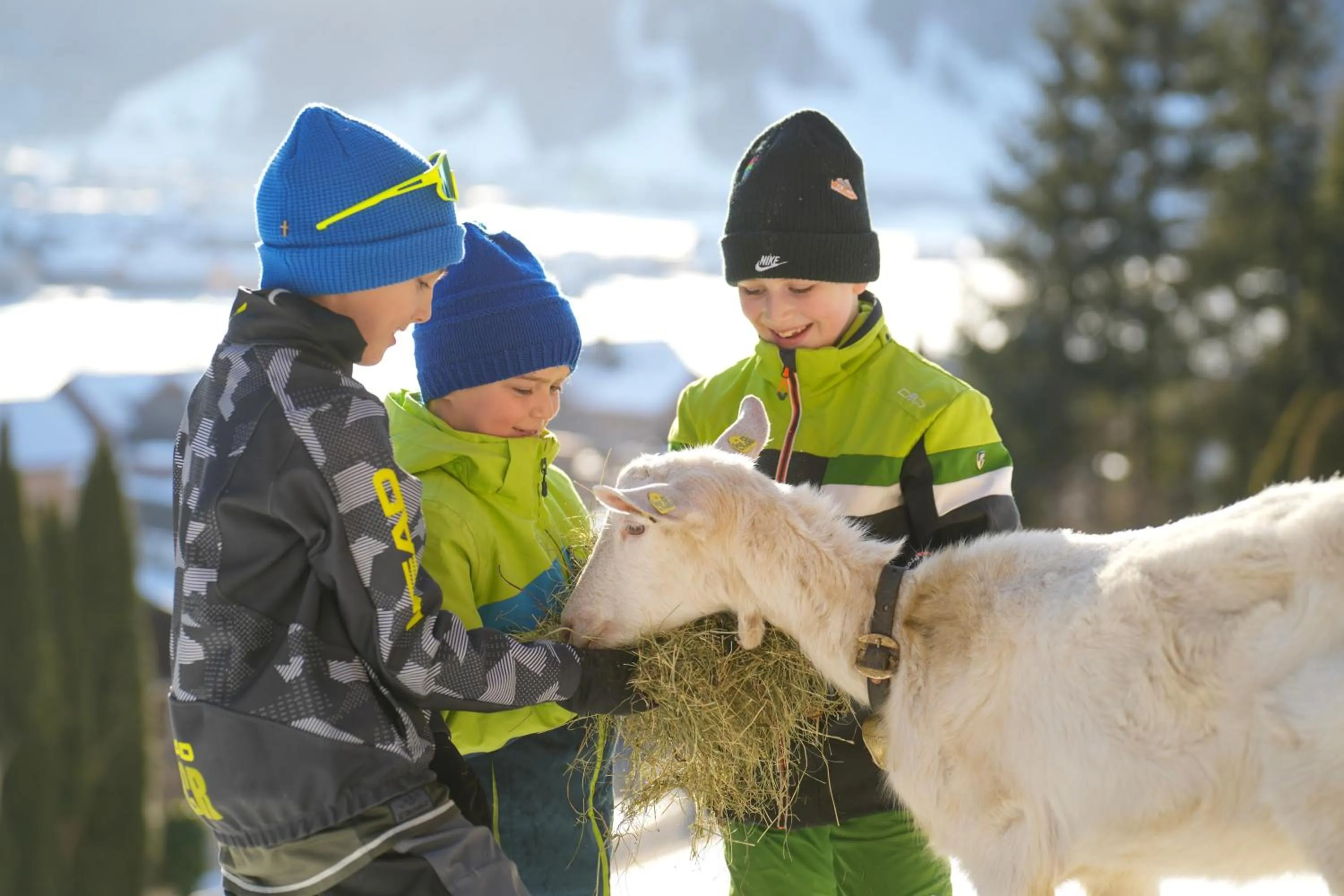 Animals in Sonne Bezau - Familotel Bregenzerwald