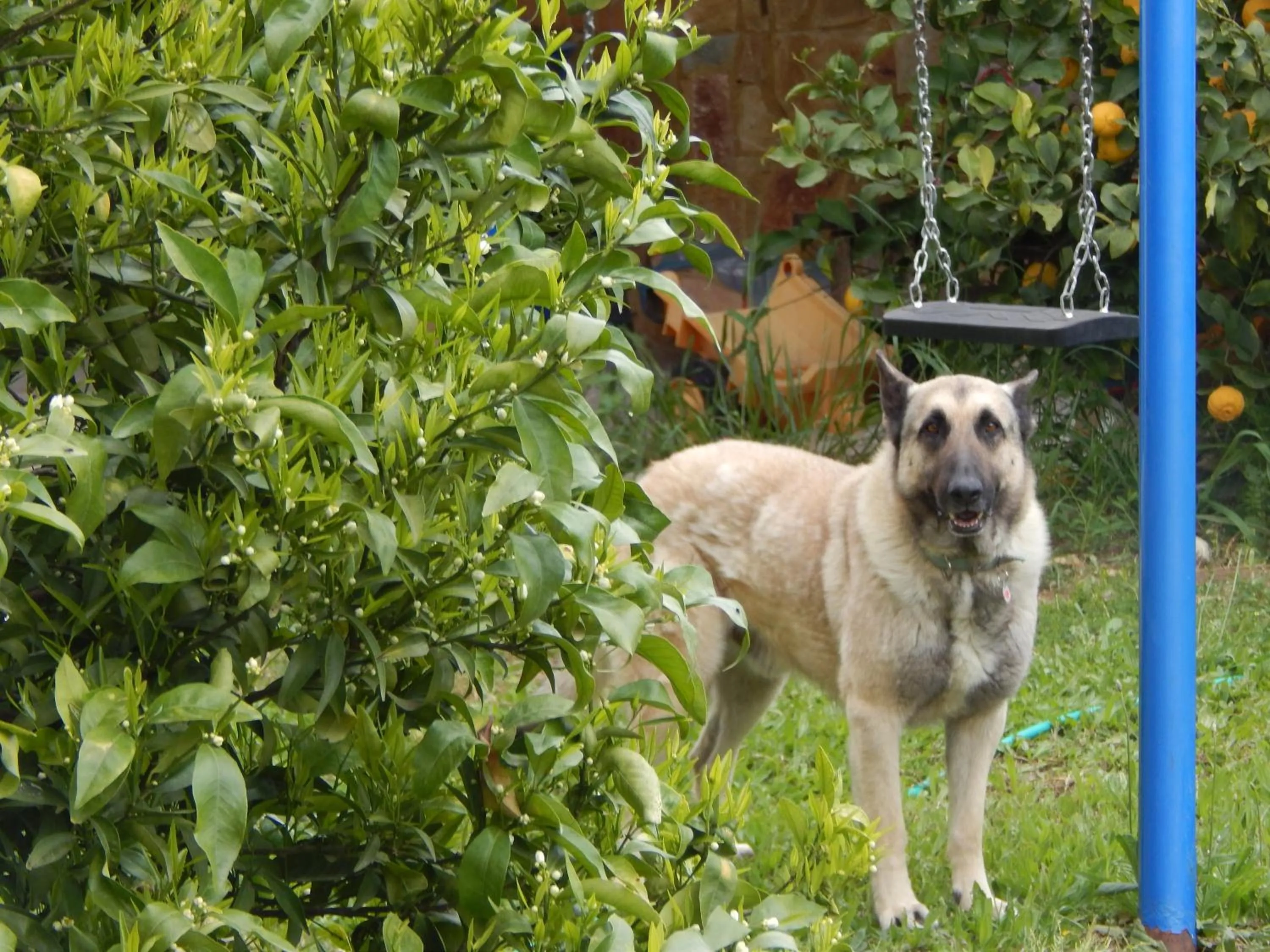 Garden in O Xenonas Ton Mylon