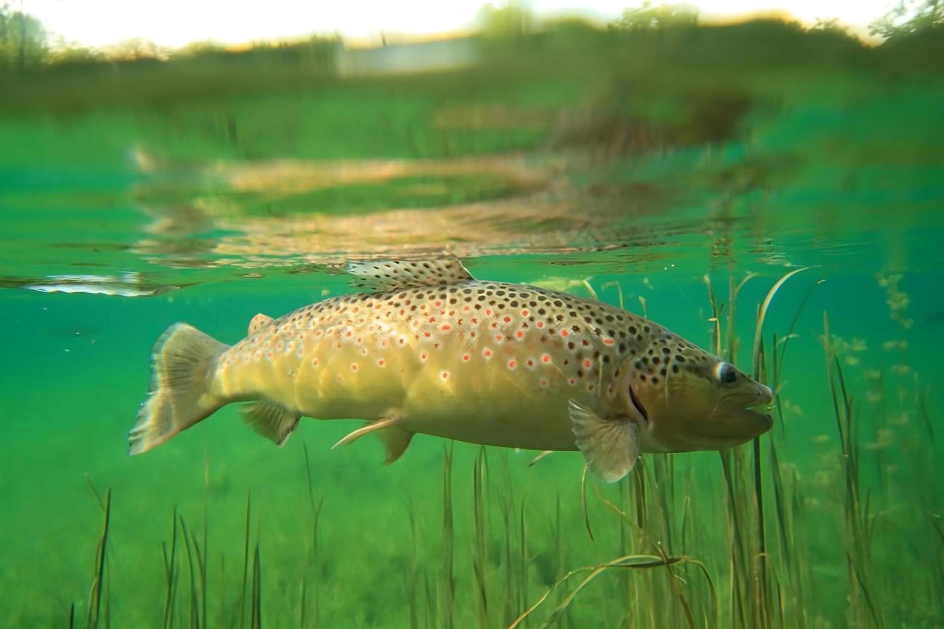 Fishing in Lodge Hôtel de Sommedieue Verdun