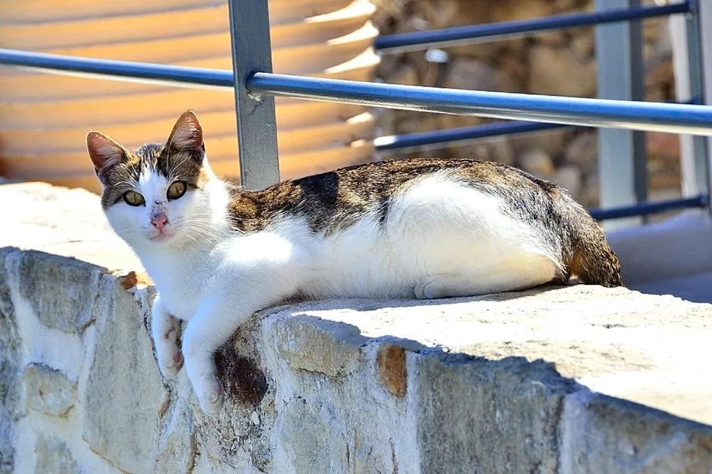 Pets in Traditional House Koukounara