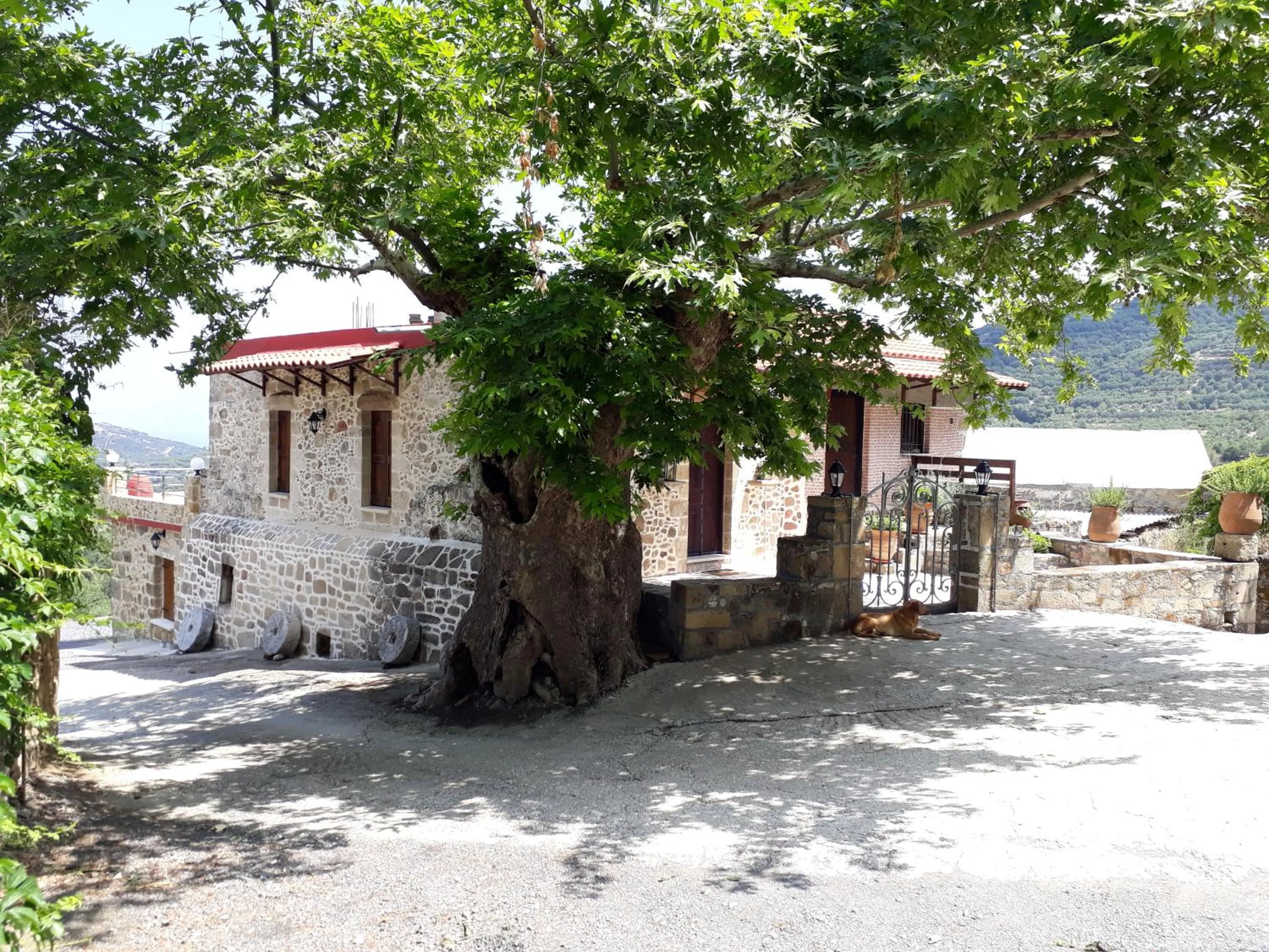 Property building in Traditional House Koukounara