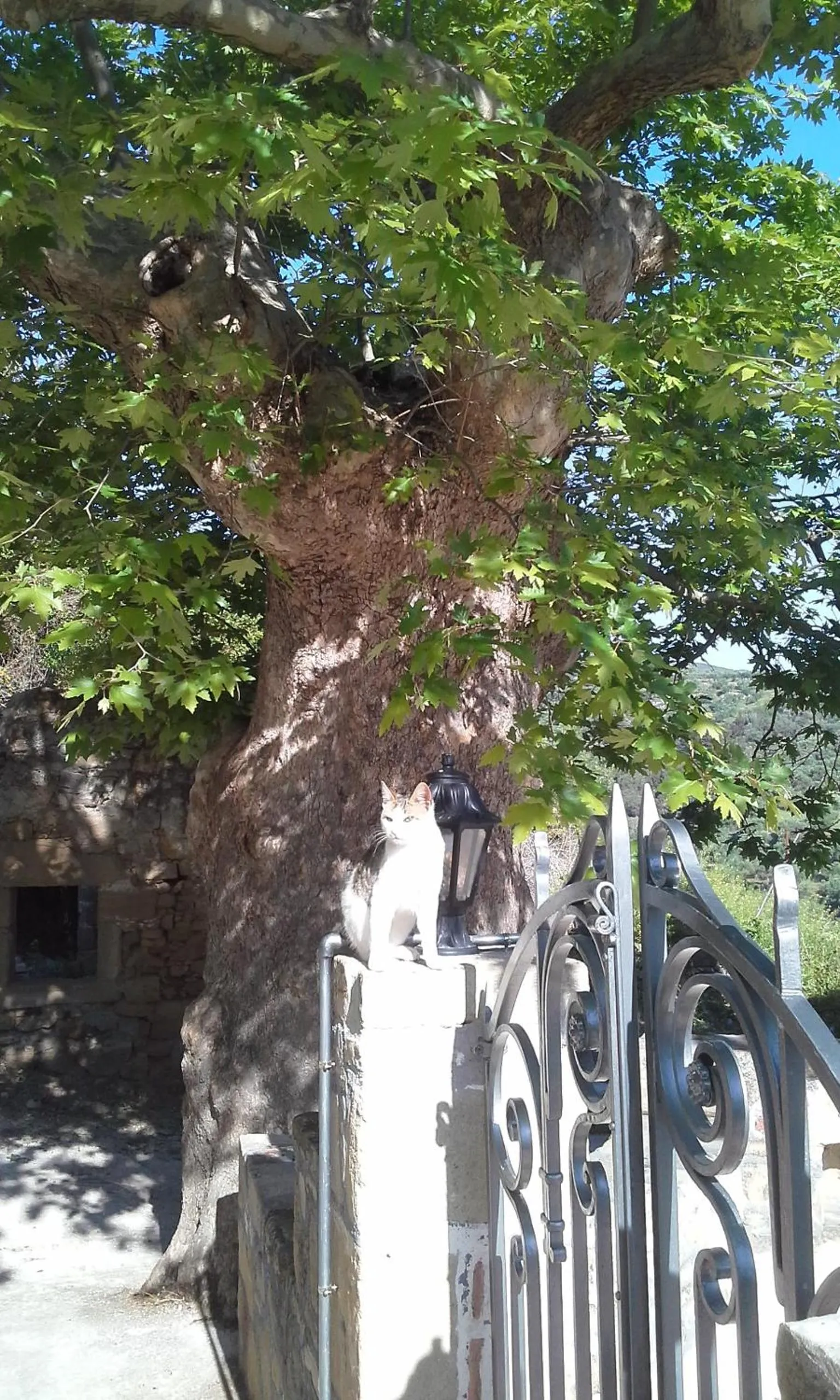 Pets in Traditional House Koukounara