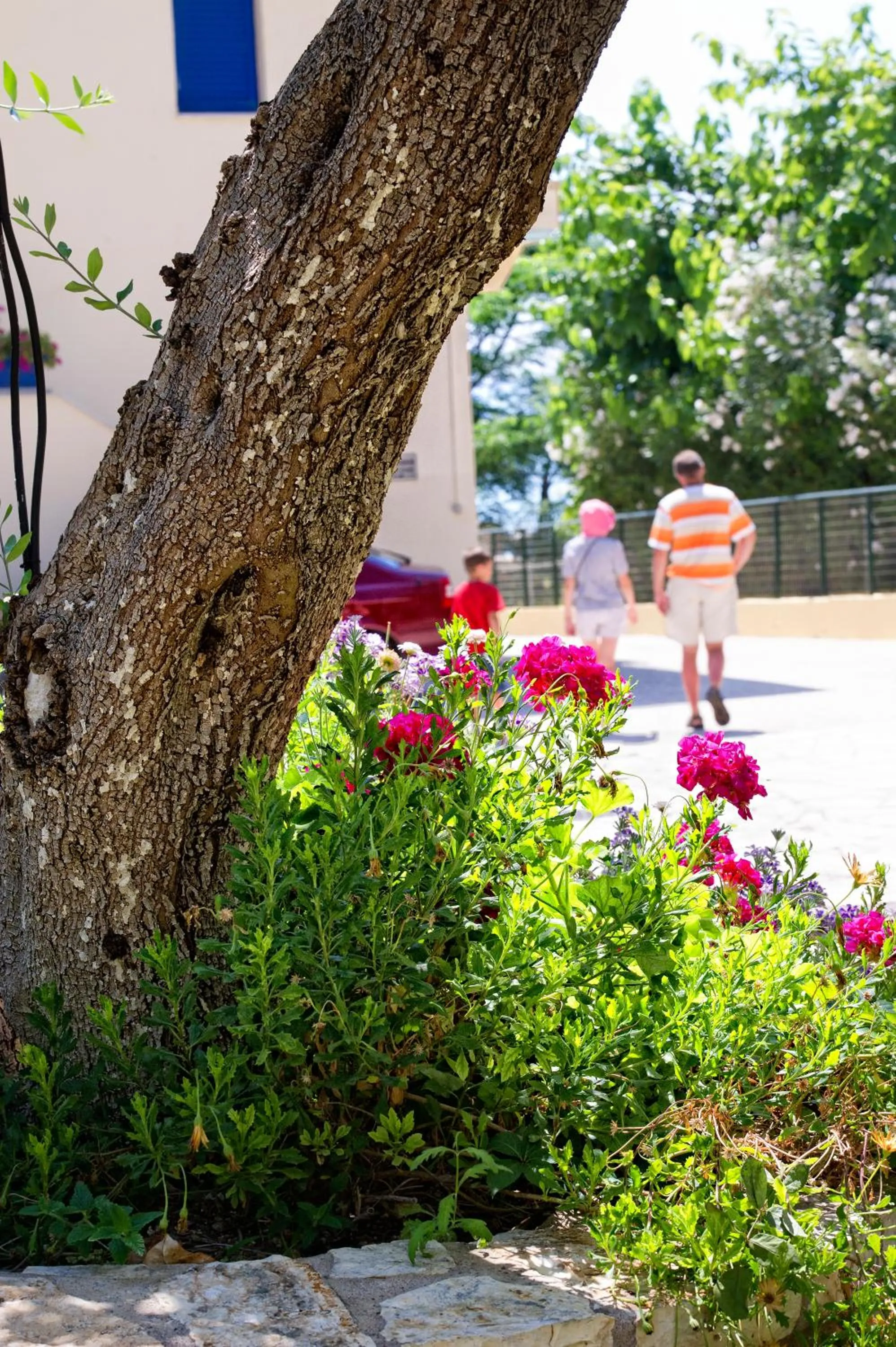 Garden in Hotel Loukas Vrachos