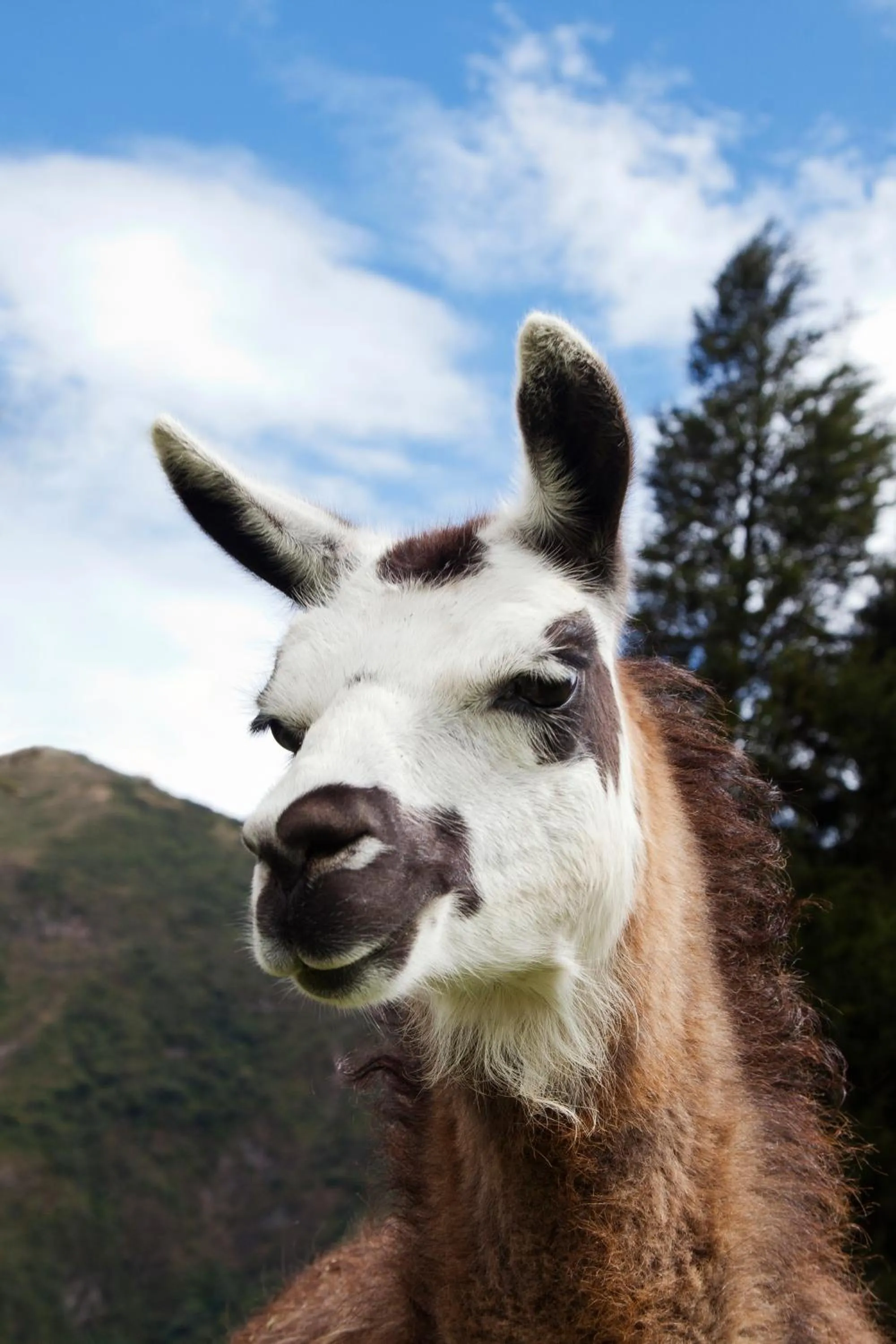 Decorative detail in El Crater