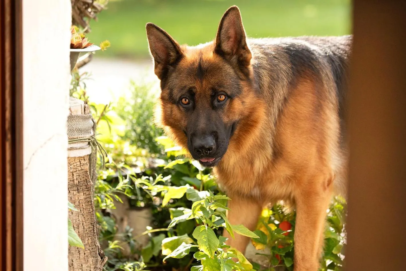 Animals in Schätzlhof OHG
