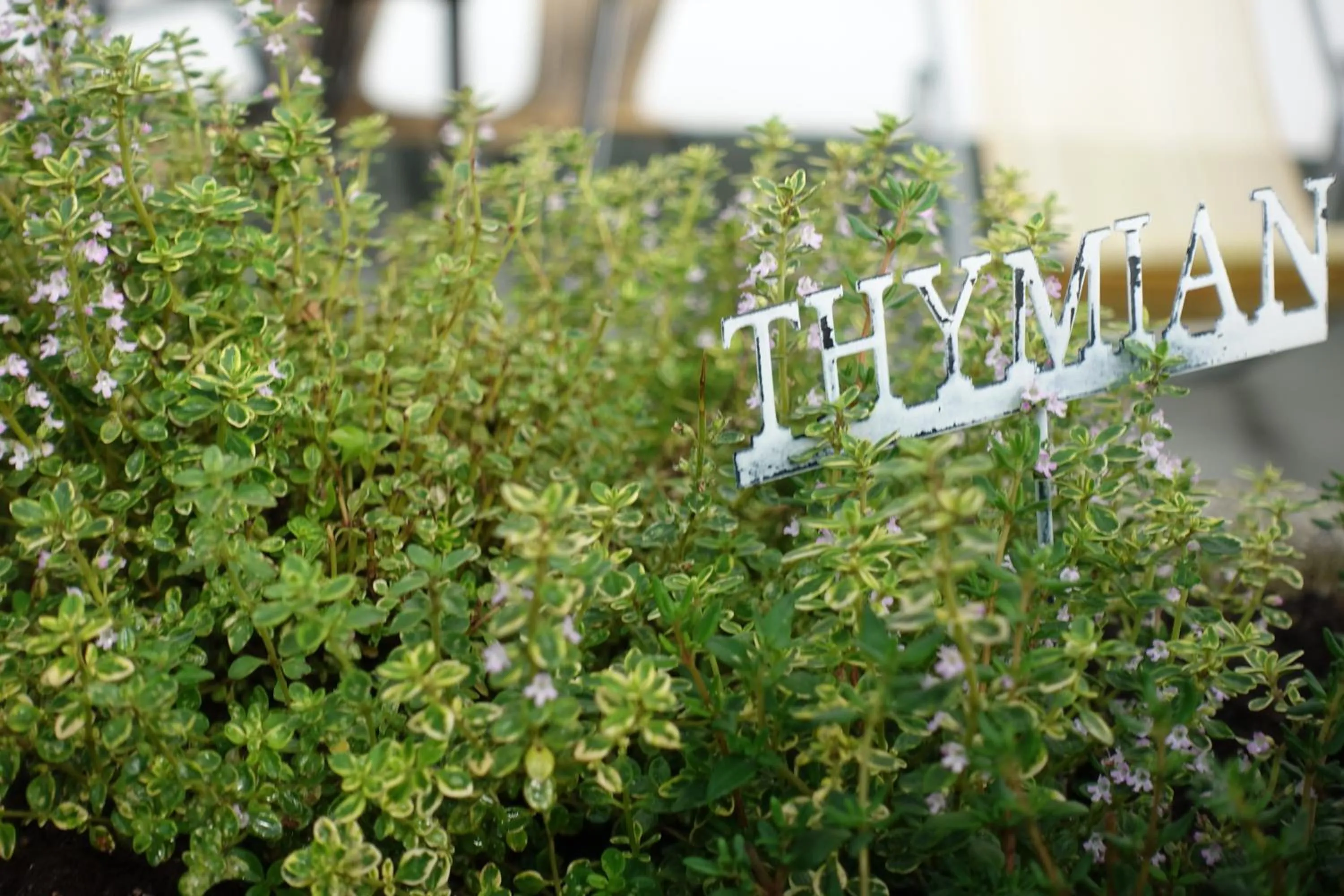 Restaurant/places to eat in Hotel Bergland