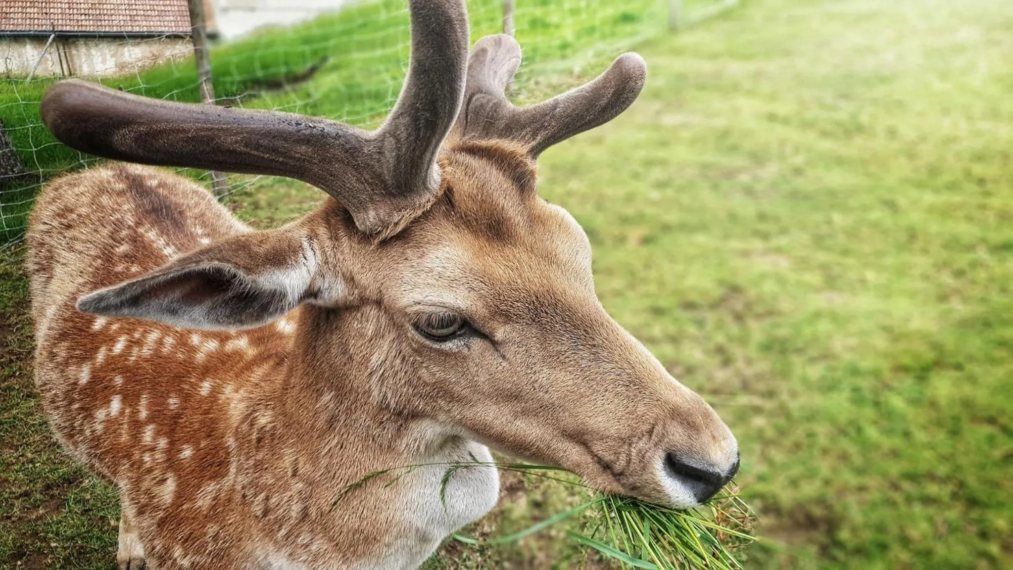 Logis Hôtel Restaurant La Petite Auberge Alsace