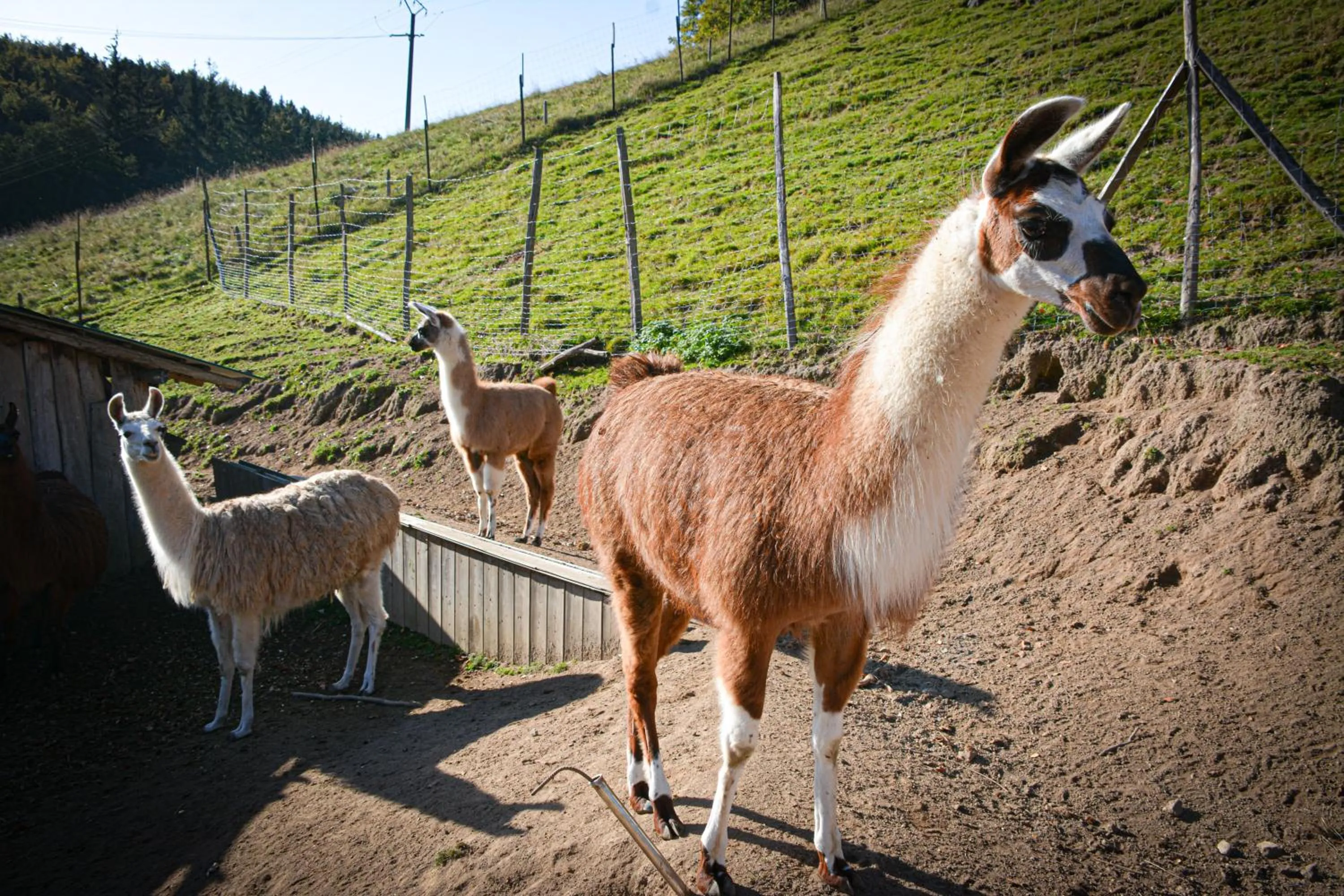 Logis Hôtel Restaurant La Petite Auberge Alsace