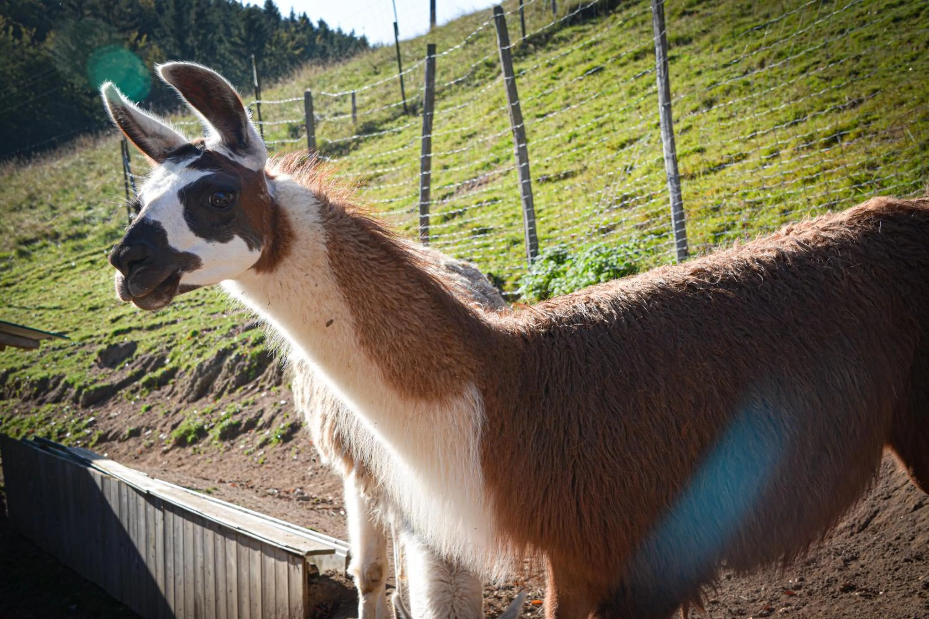Logis Hôtel Restaurant La Petite Auberge Alsace