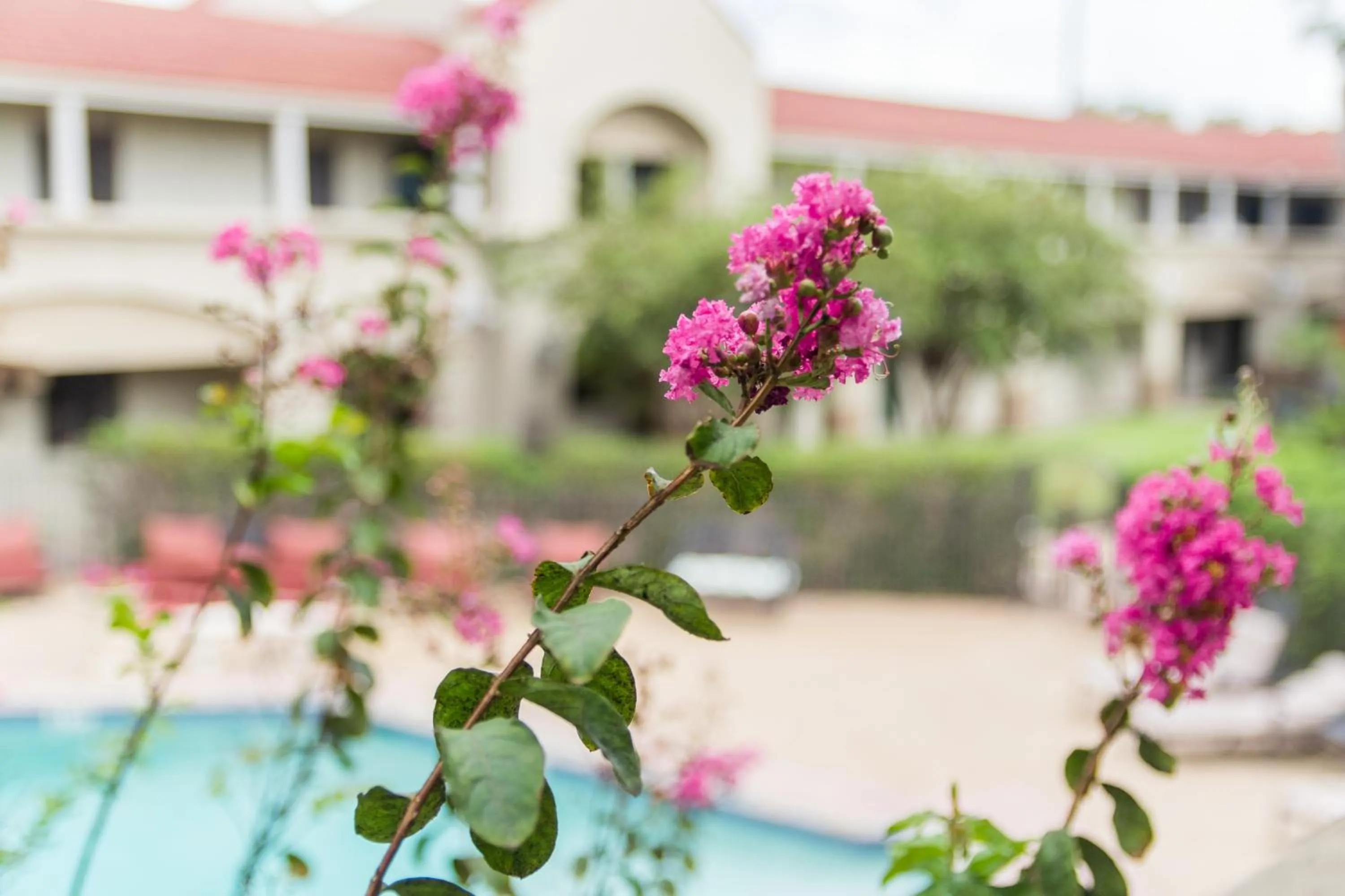 Garden in Vineyard Court Designer Suites Hotel