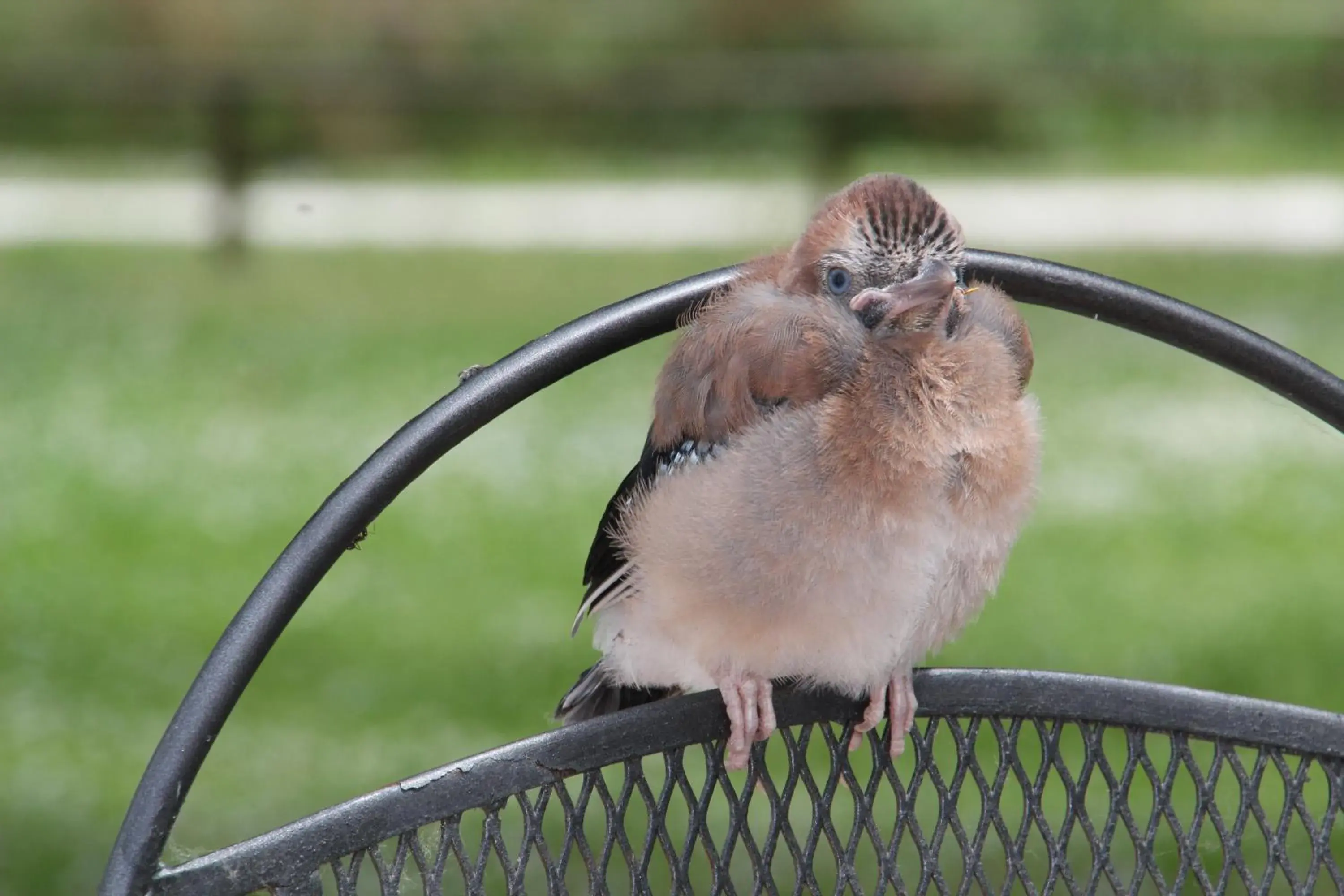 Breakfast in Hotel Rurale Canneviè Breakfast in Hotel Rurale Canneviè