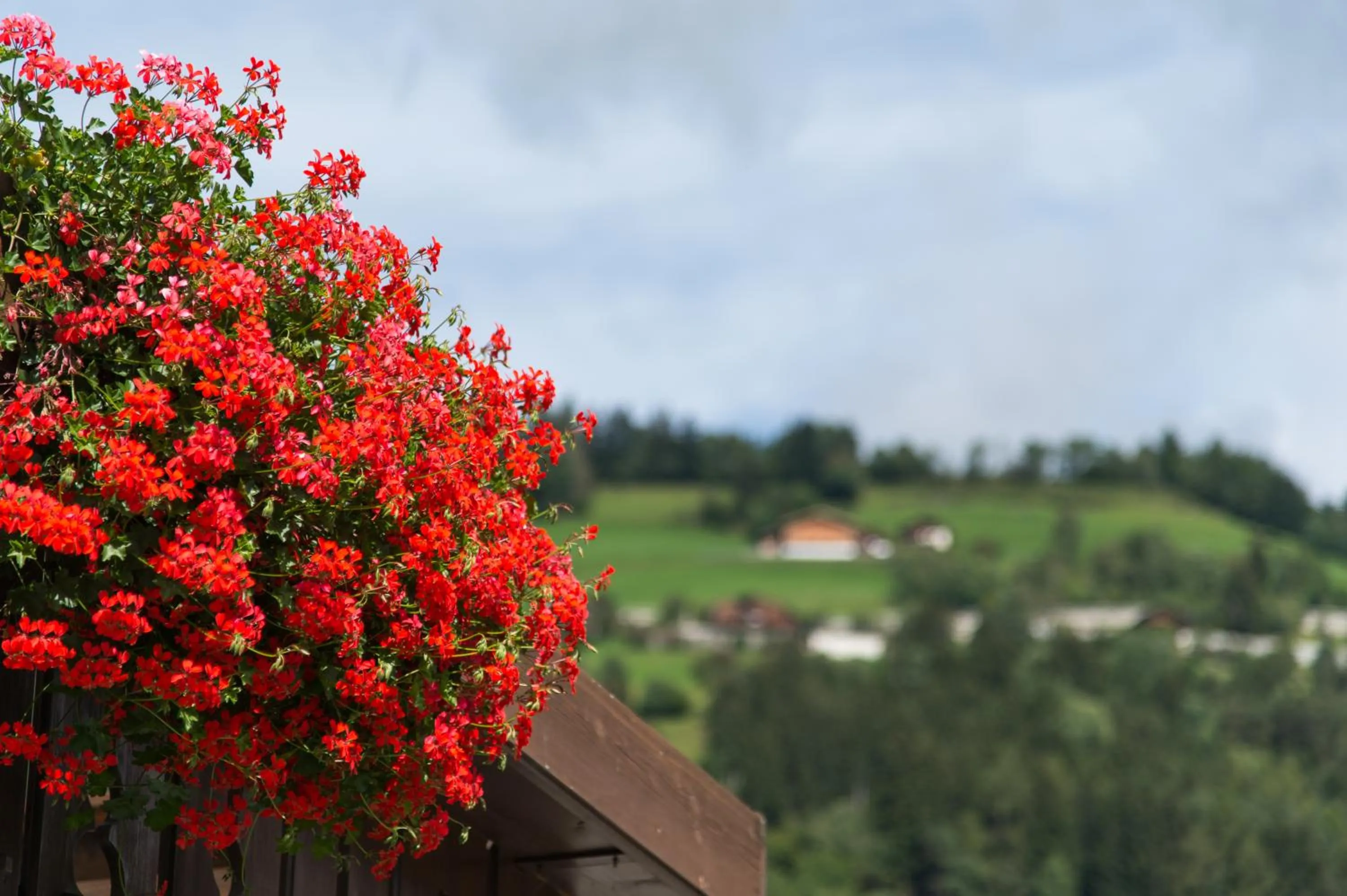 Balcony/Terrace in Hotel Mirabell