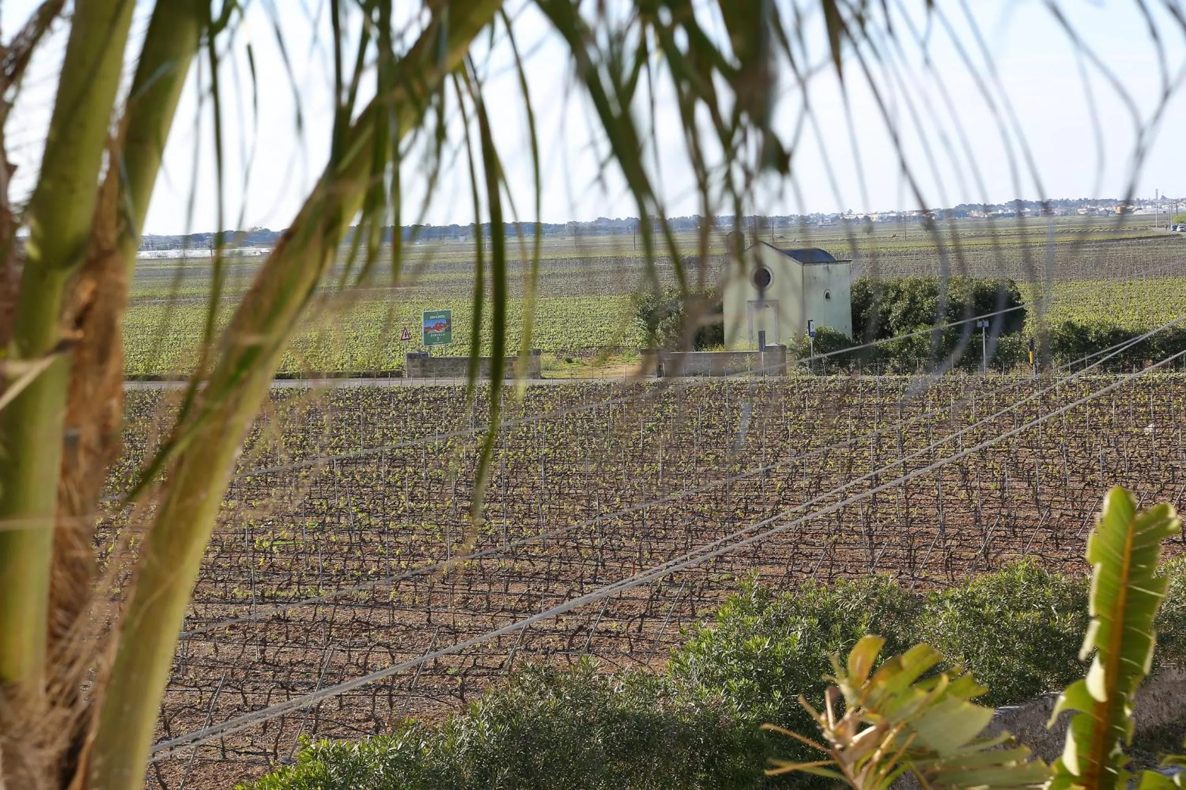 View (from property/room) in Eco Green La Vigna