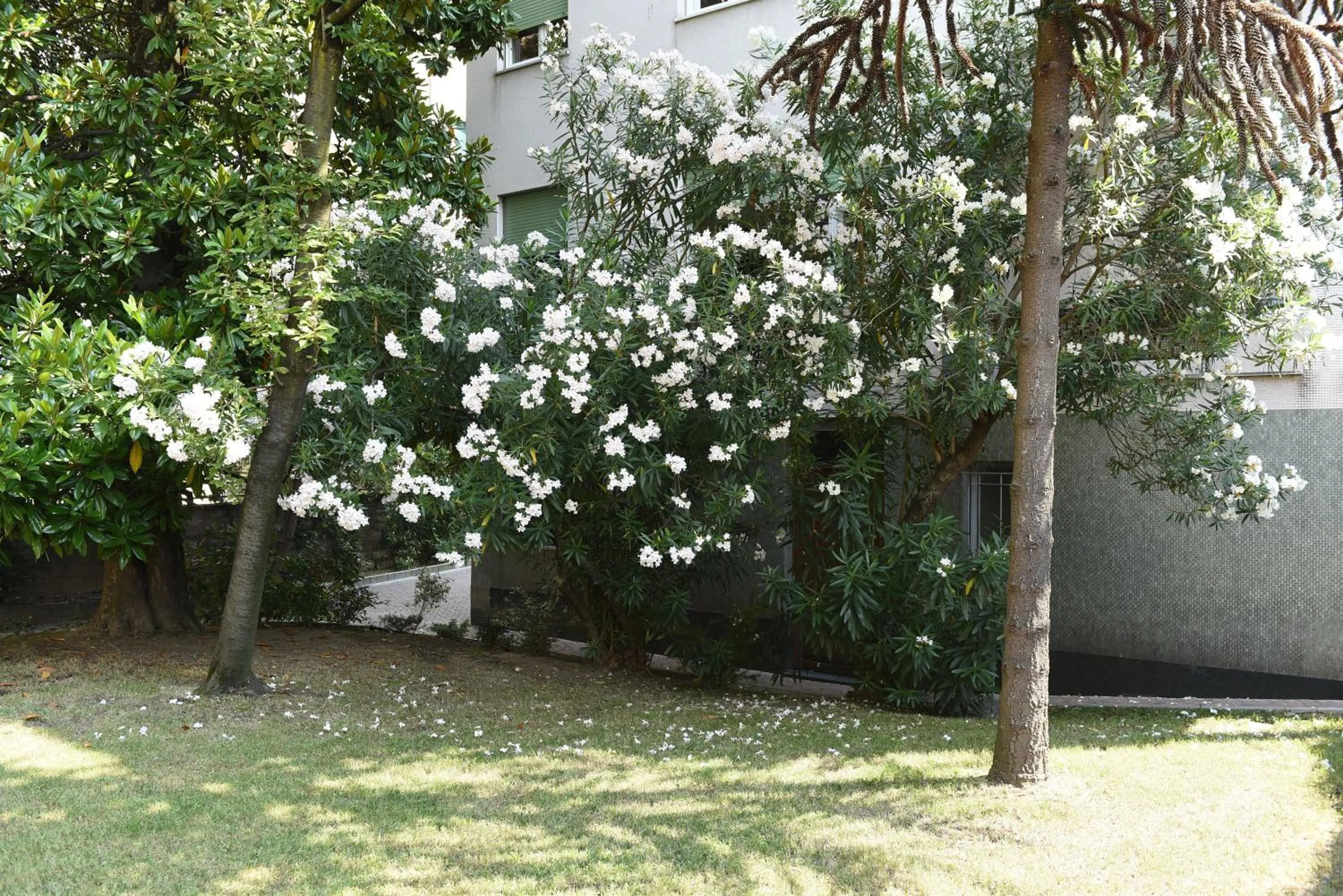 Garden in Le Rondinelle