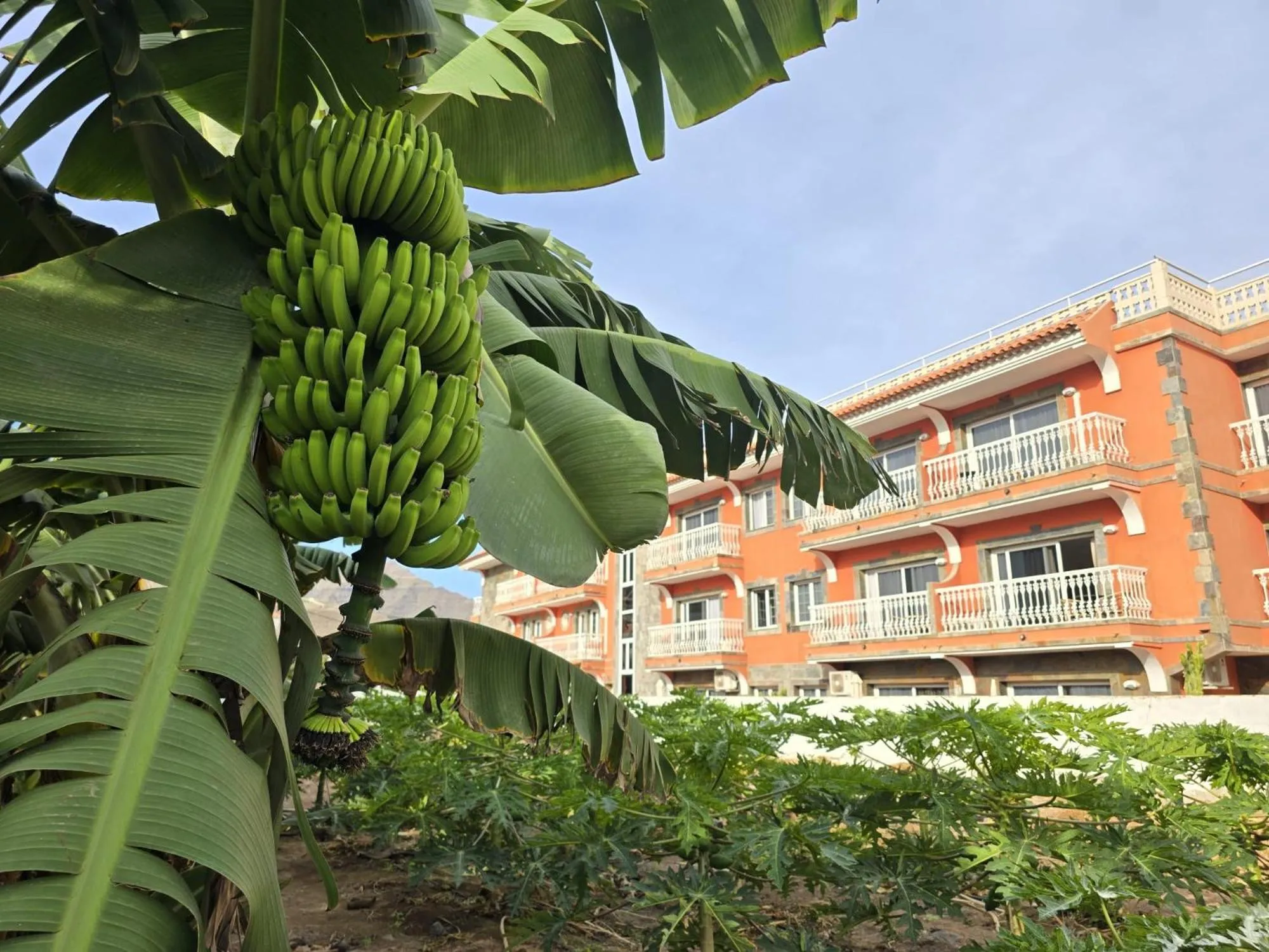 Garden in Hotel La Aldea Suites