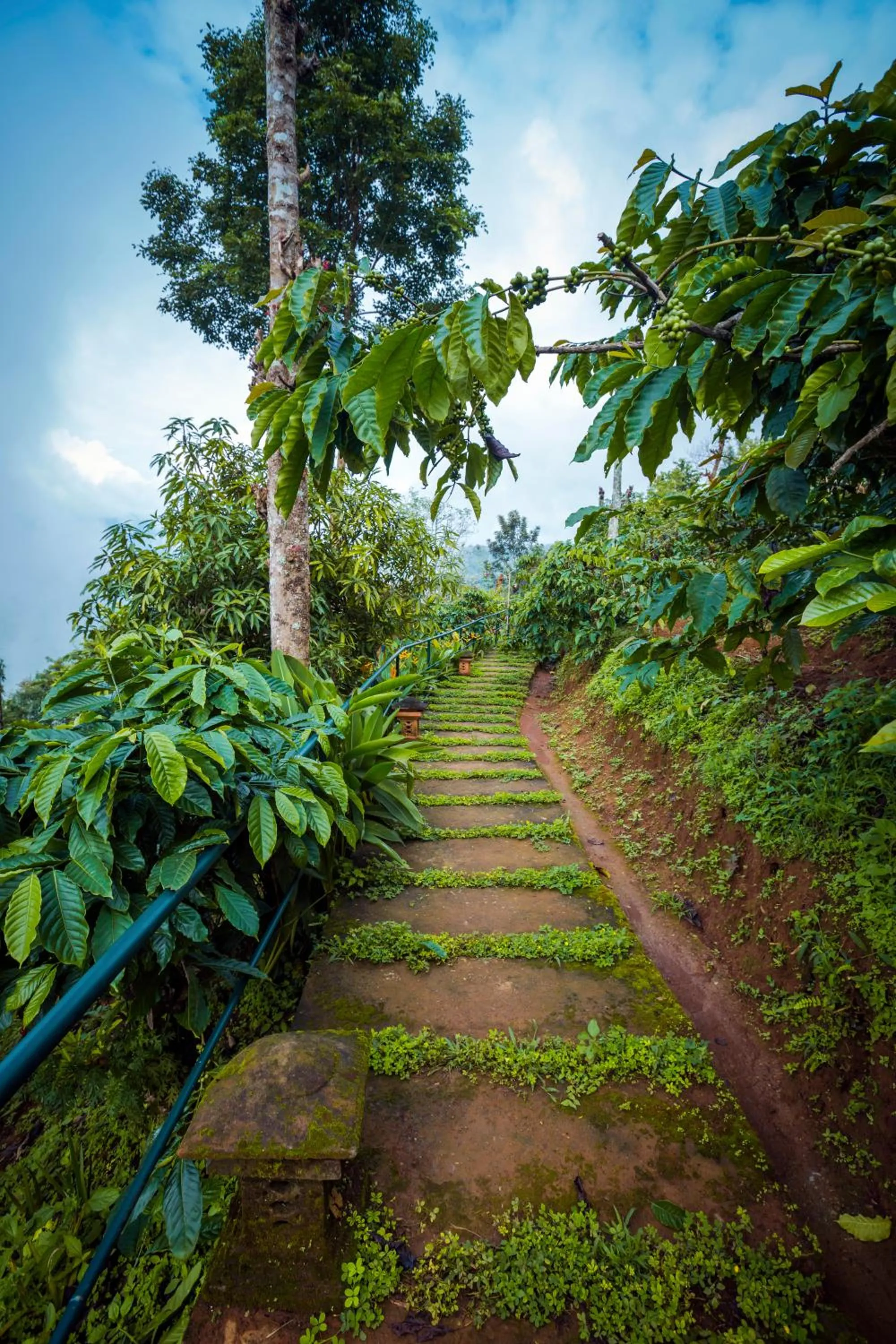 Garden in After the Rains - Rainforest Lodge