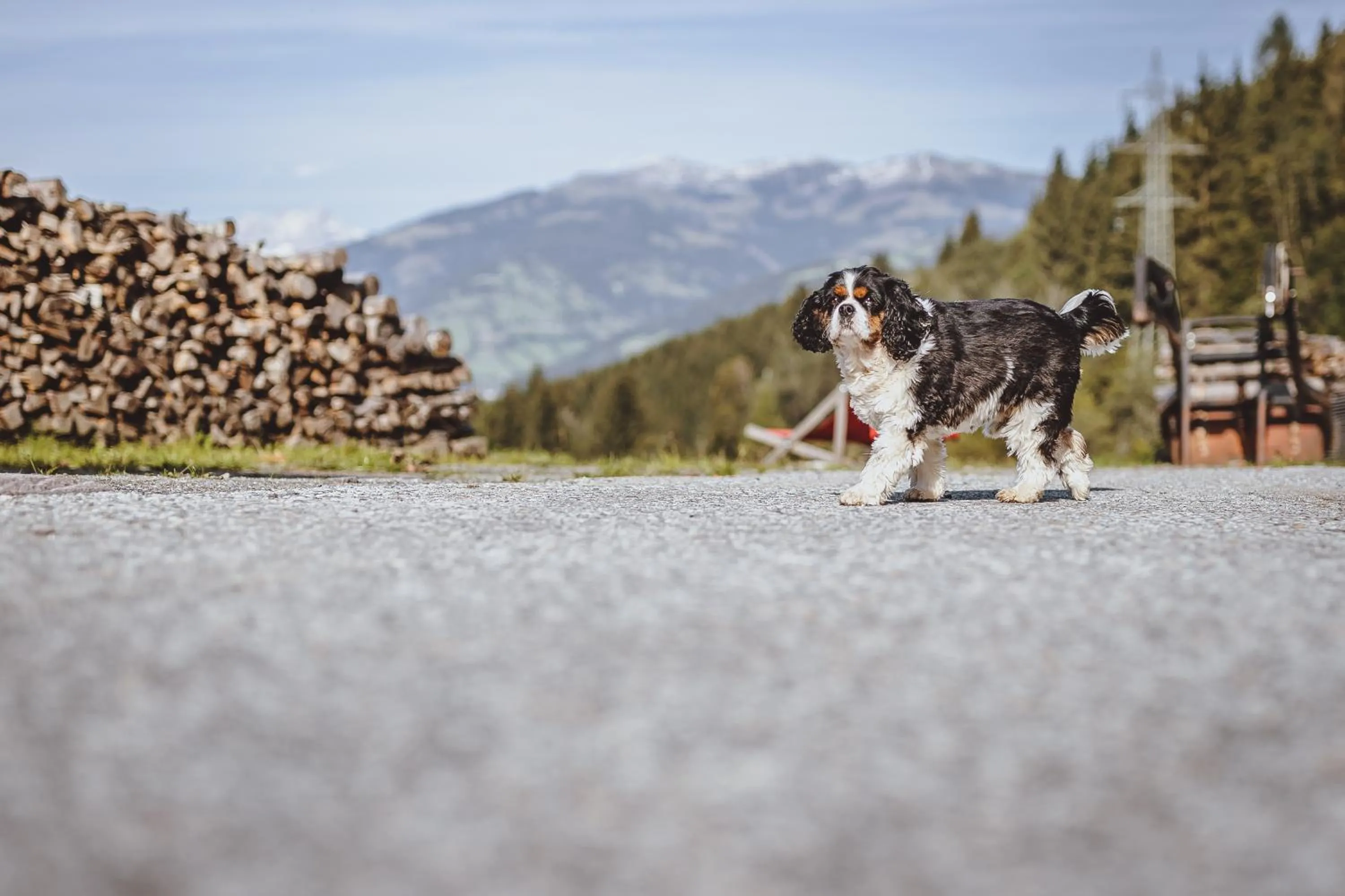 Pets in Panorama Hotel Guggenbichl - inkl Sommerkarte, einmaliger Eintritt ins Tauern Spa & bester Ausblick über Kaprun