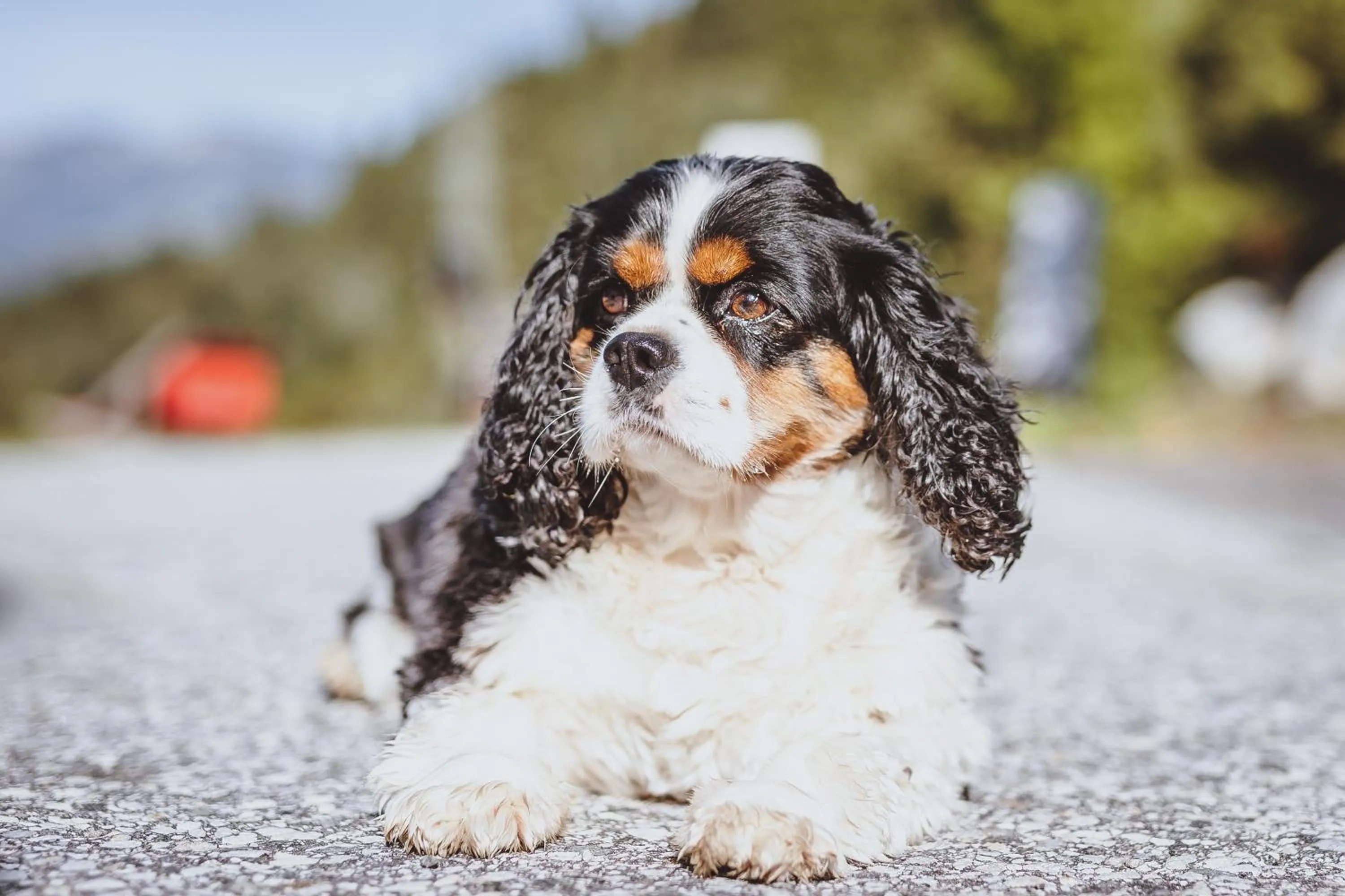 Pets in Panorama Hotel Guggenbichl - inkl Sommerkarte, einmaliger Eintritt ins Tauern Spa & bester Ausblick über Kaprun