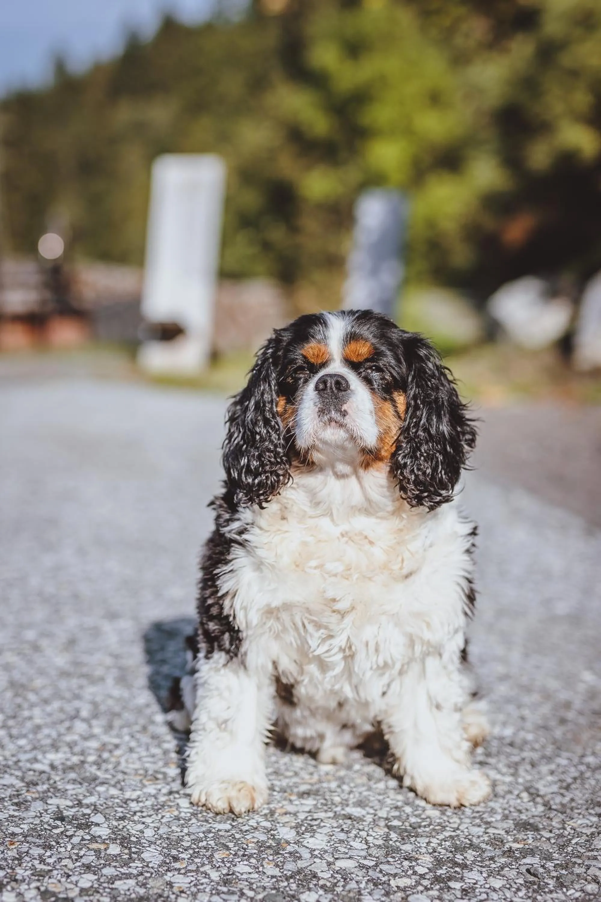 Pets in Panorama Hotel Guggenbichl - inkl Sommerkarte, einmaliger Eintritt ins Tauern Spa & bester Ausblick über Kaprun