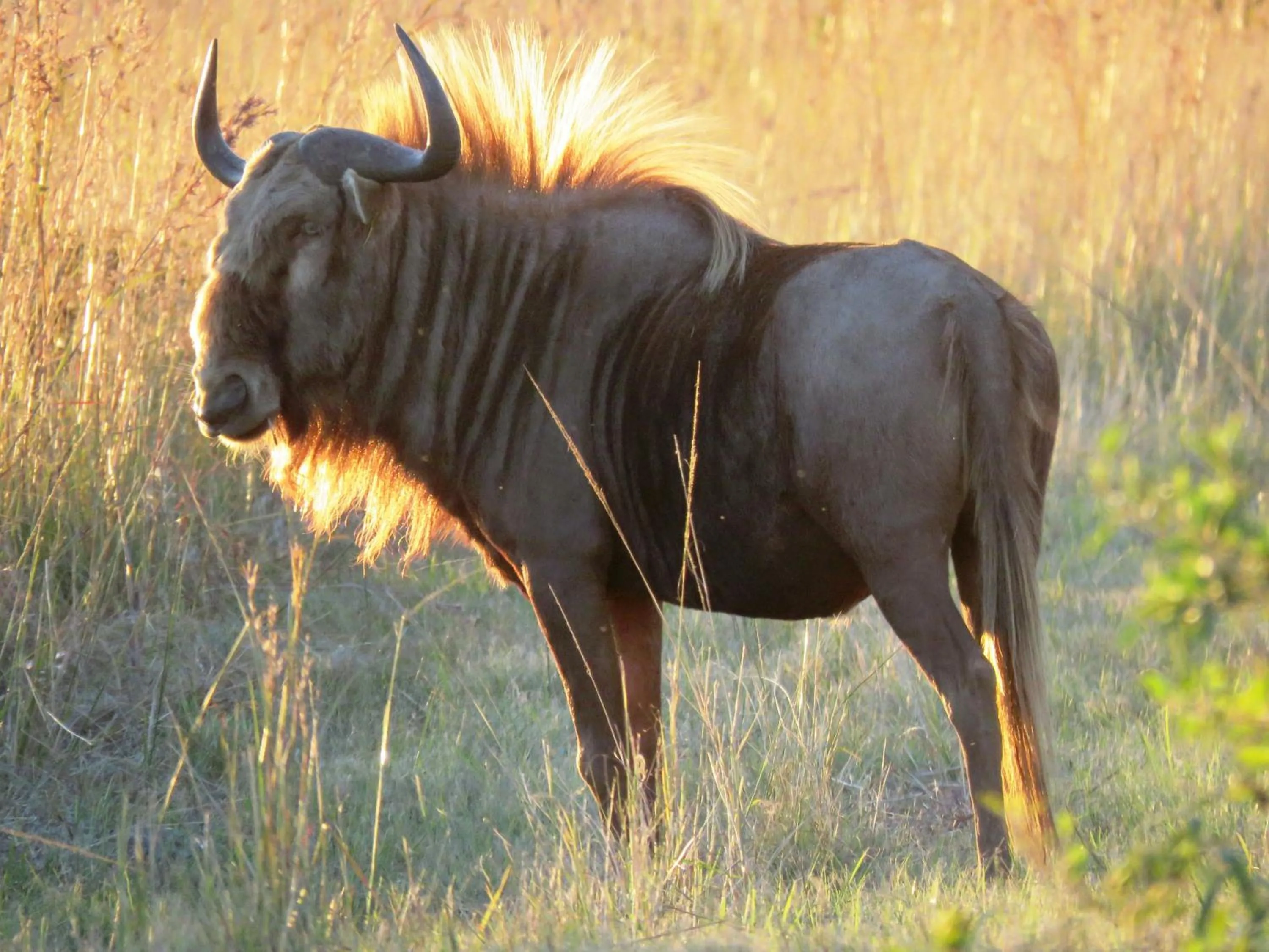 Activities in Dawsons Game Lodge