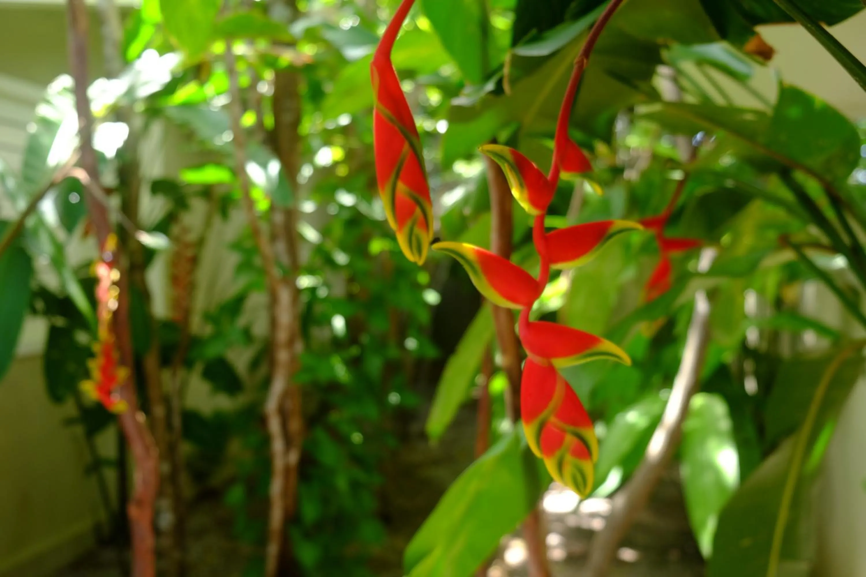 Garden in Casa Kokoro