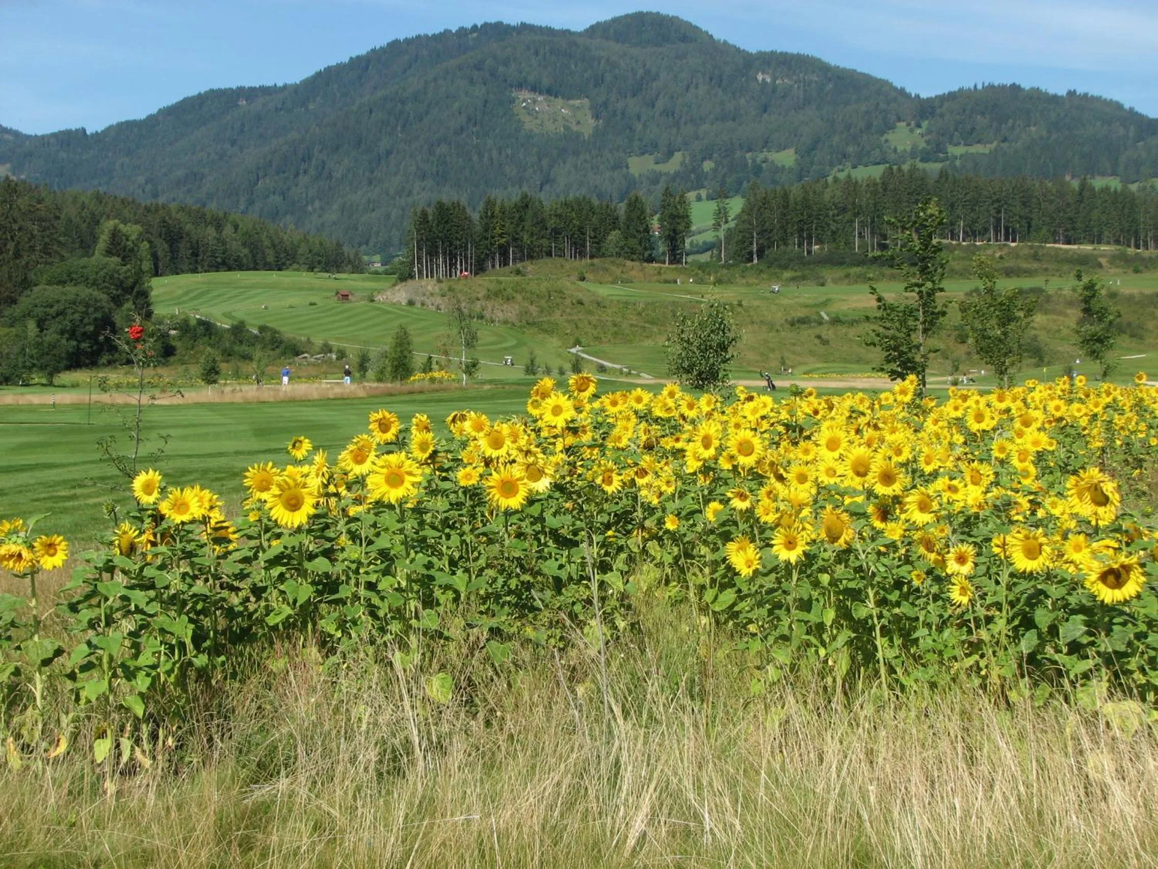 Natural landscape in Hotel Gasthof zur Linde