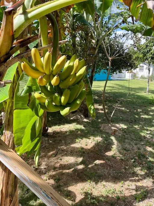Garden in Dawson’s Hideaway