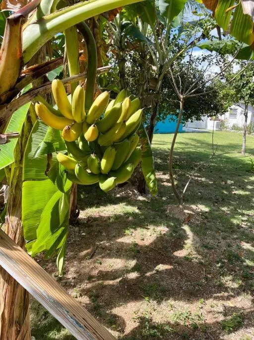 Garden in Dawson’s Hideaway